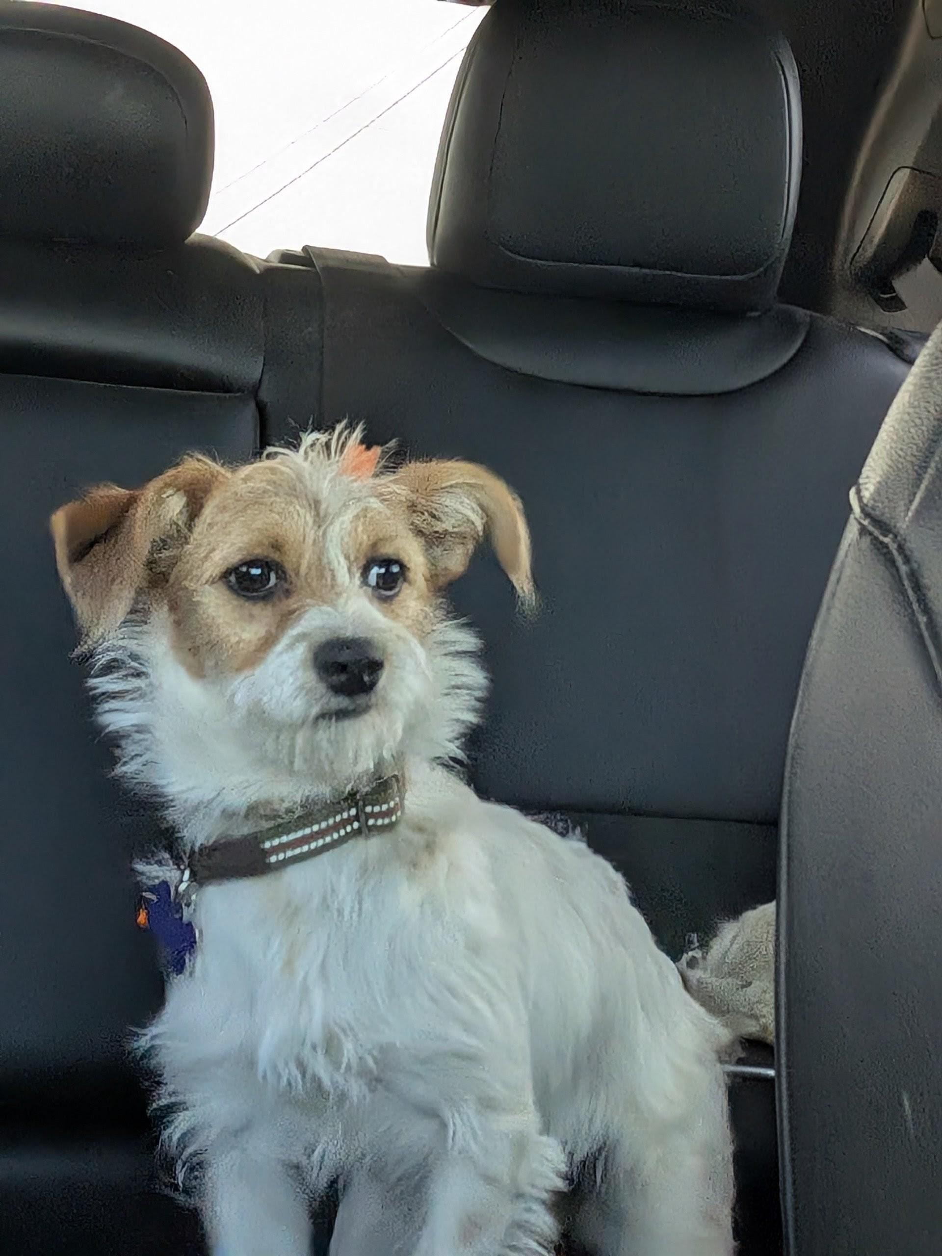 Punky Brewster, a ADOPTABLE mixed breed in COEUR D ALENE, ID image 3/3