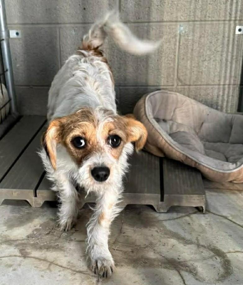 Punky Brewster, a ADOPTABLE mixed breed in COEUR D ALENE, ID image 2/3
