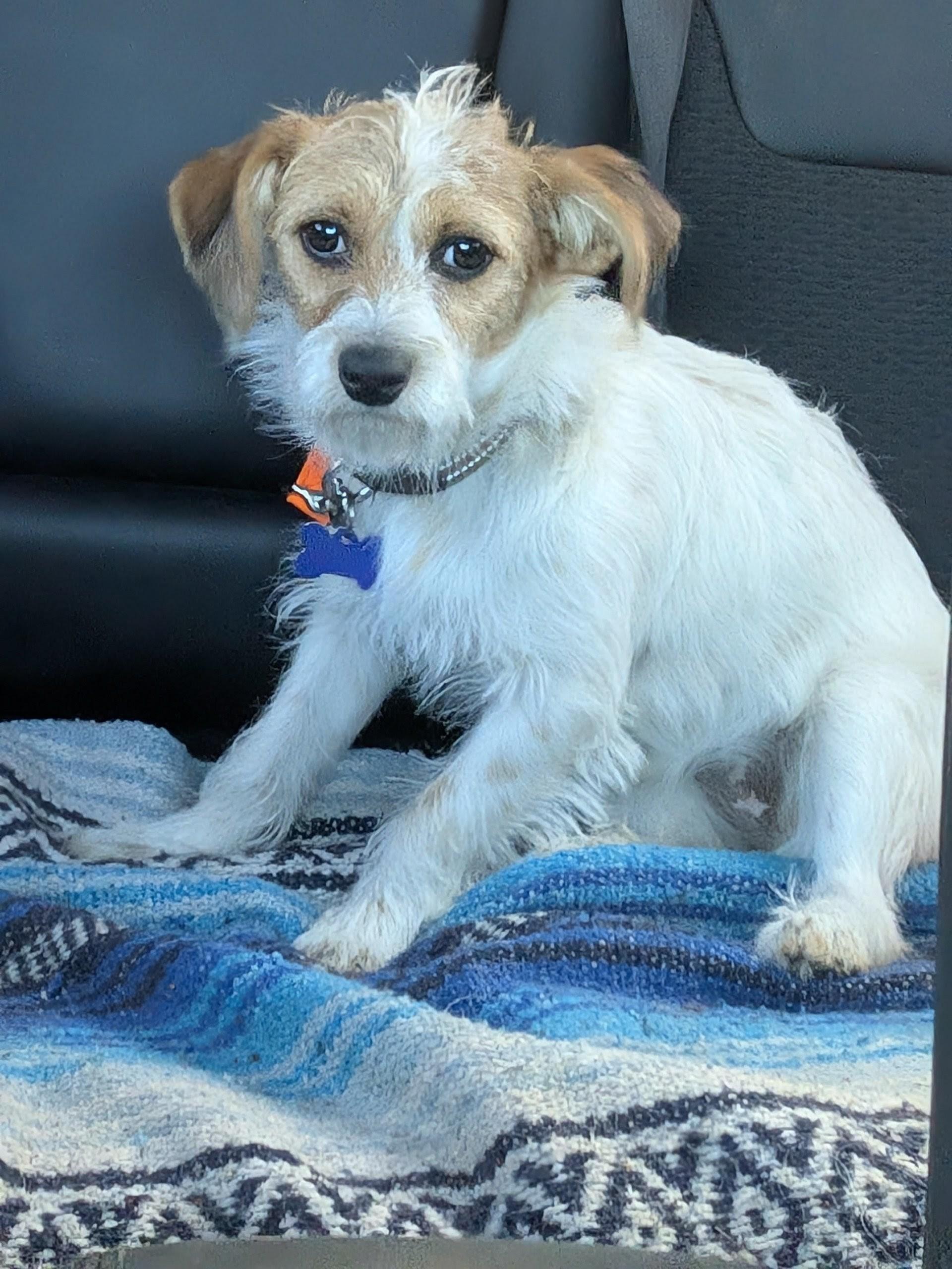 Punky Brewster, a ADOPTABLE mixed breed in COEUR D ALENE, ID image 1/3