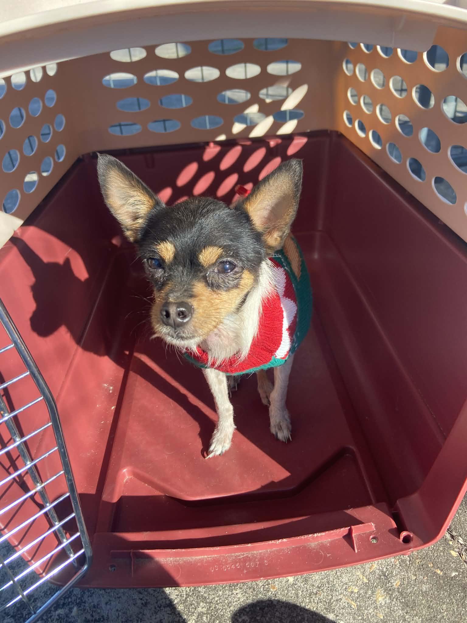 Enlarge Chi, a Adoptable Chihuahua in Panama City, FL image 1/1