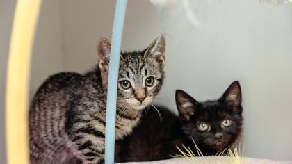 Pizza — thumbnail 2