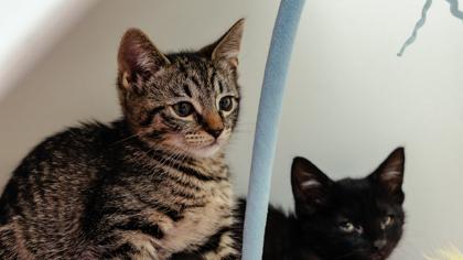 Pizza — thumbnail 3