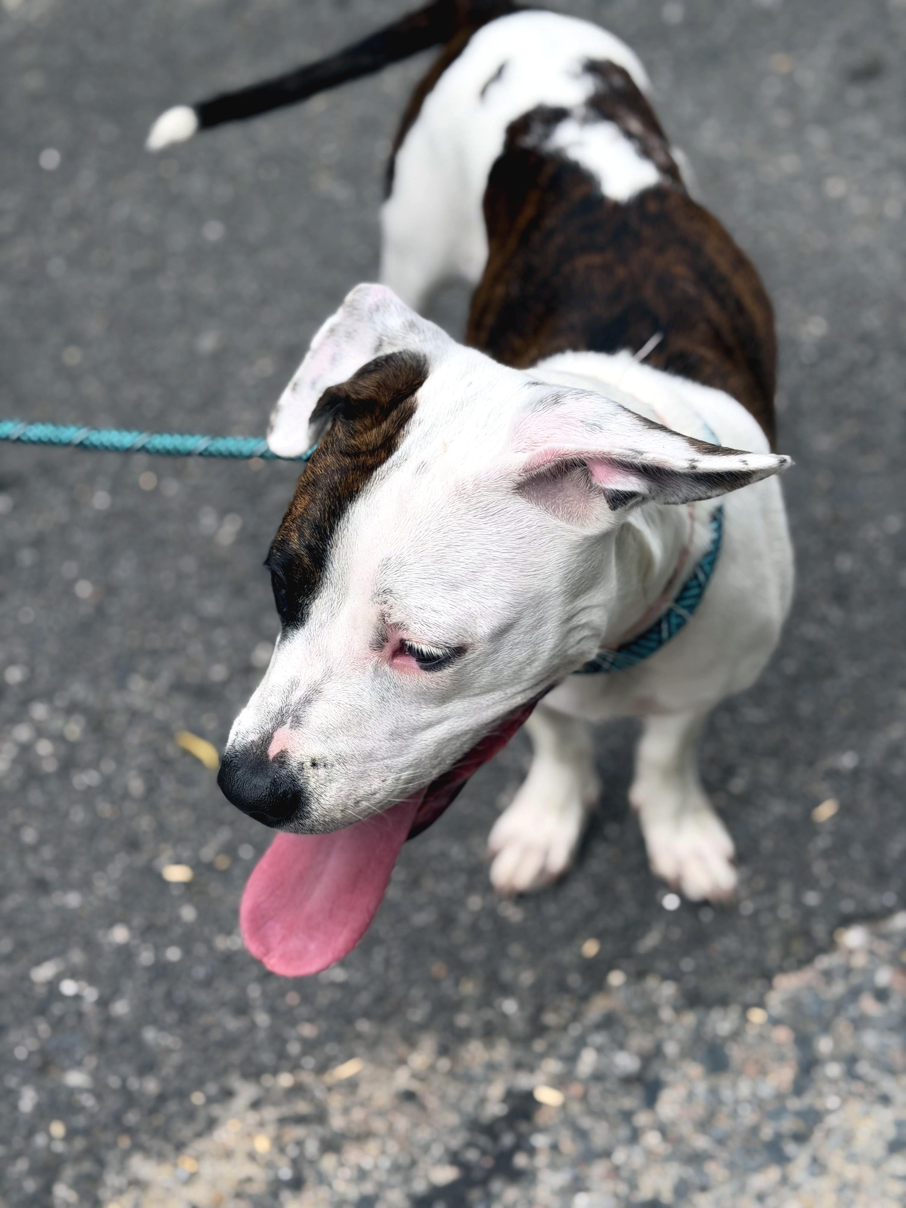 Leah, an adopted mixed breed in Petersburg, VA image 6/6