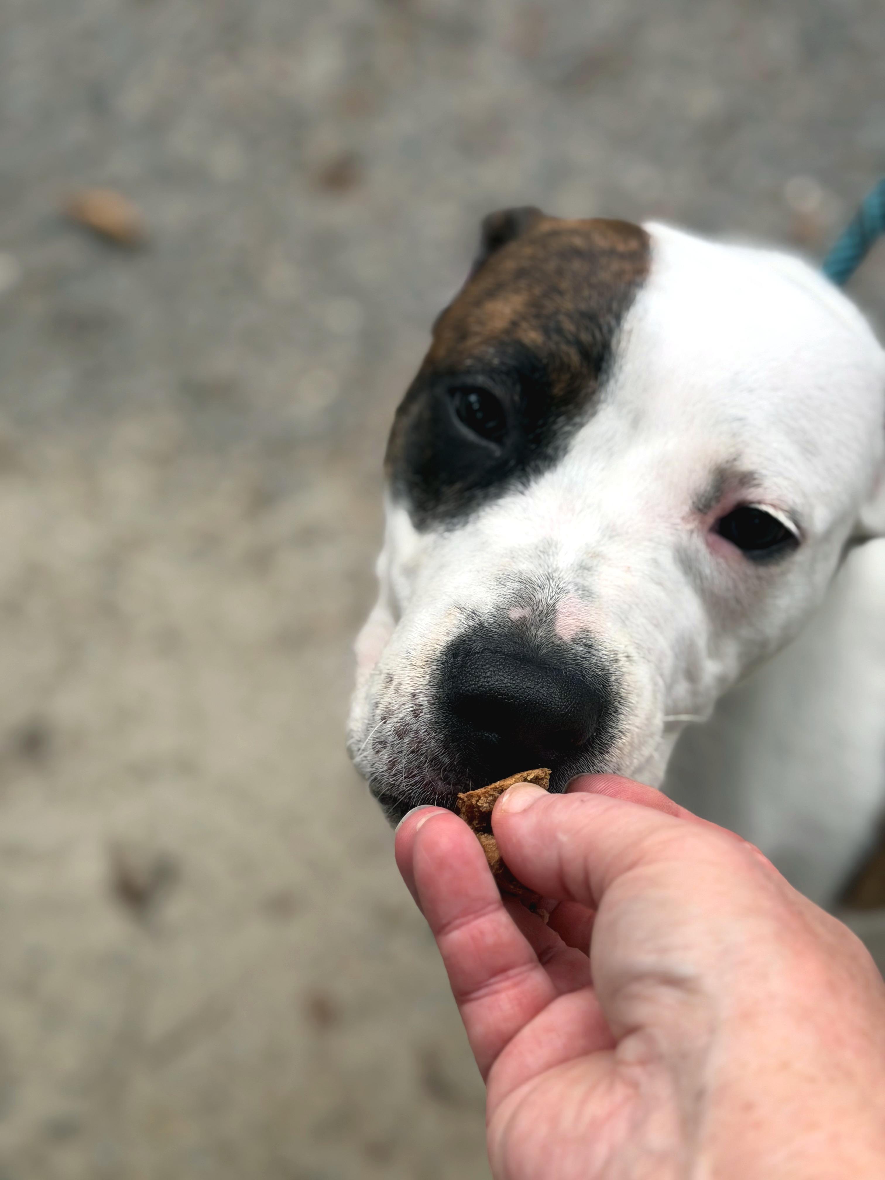 Leah, an adopted mixed breed in Petersburg, VA image 4/6