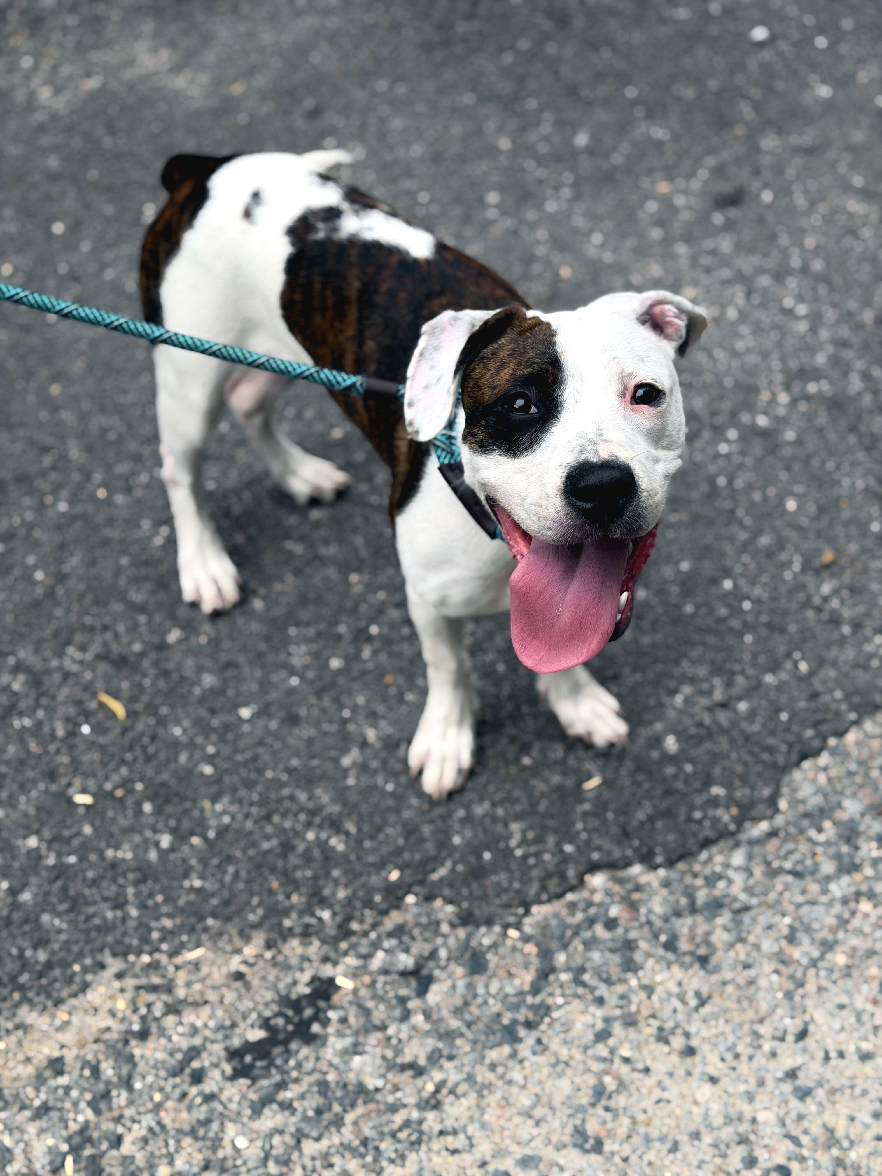 Leah, an adopted mixed breed in Petersburg, VA image 2/6