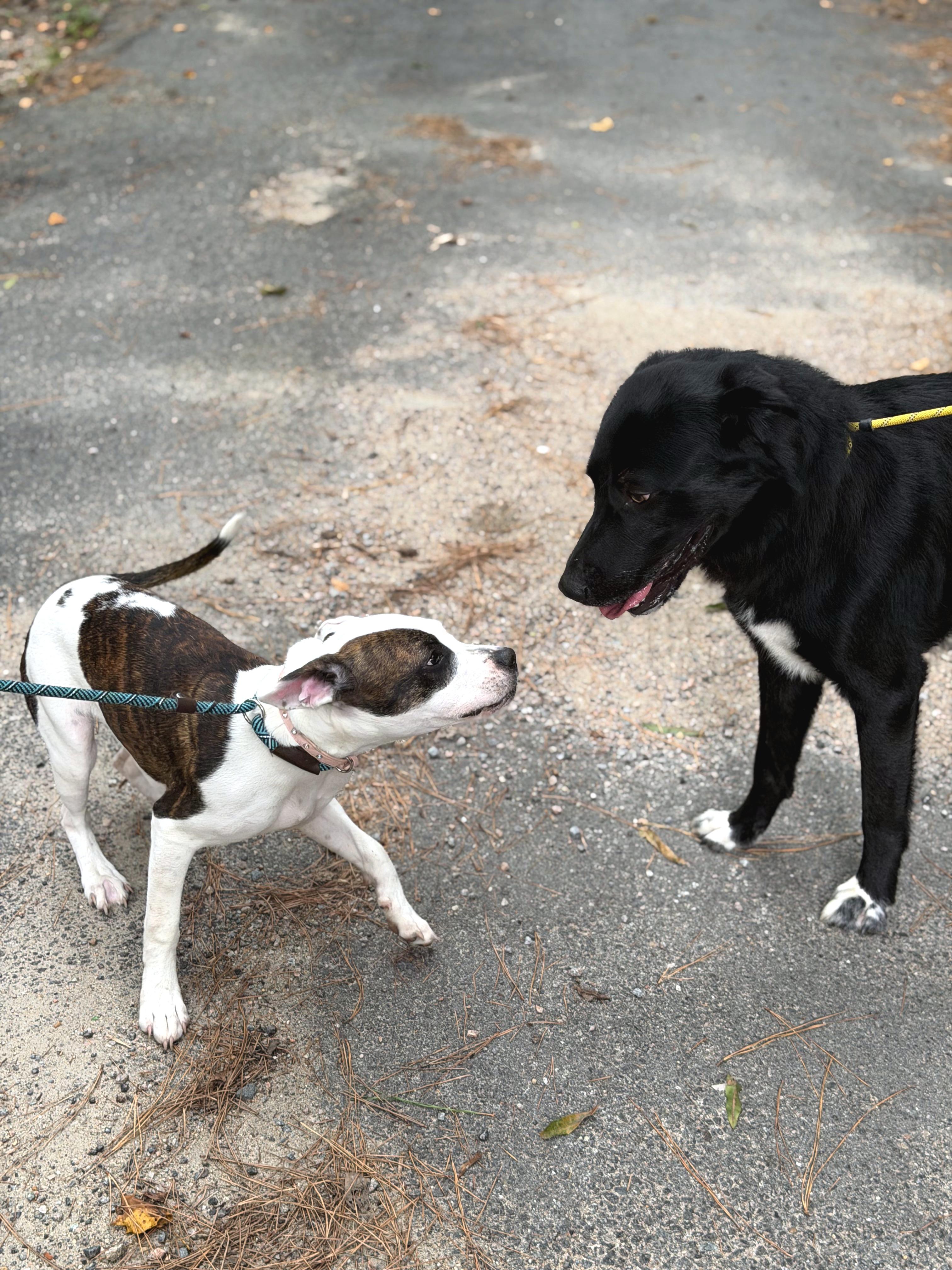 Leah, an adopted mixed breed in Petersburg, VA image 3/6