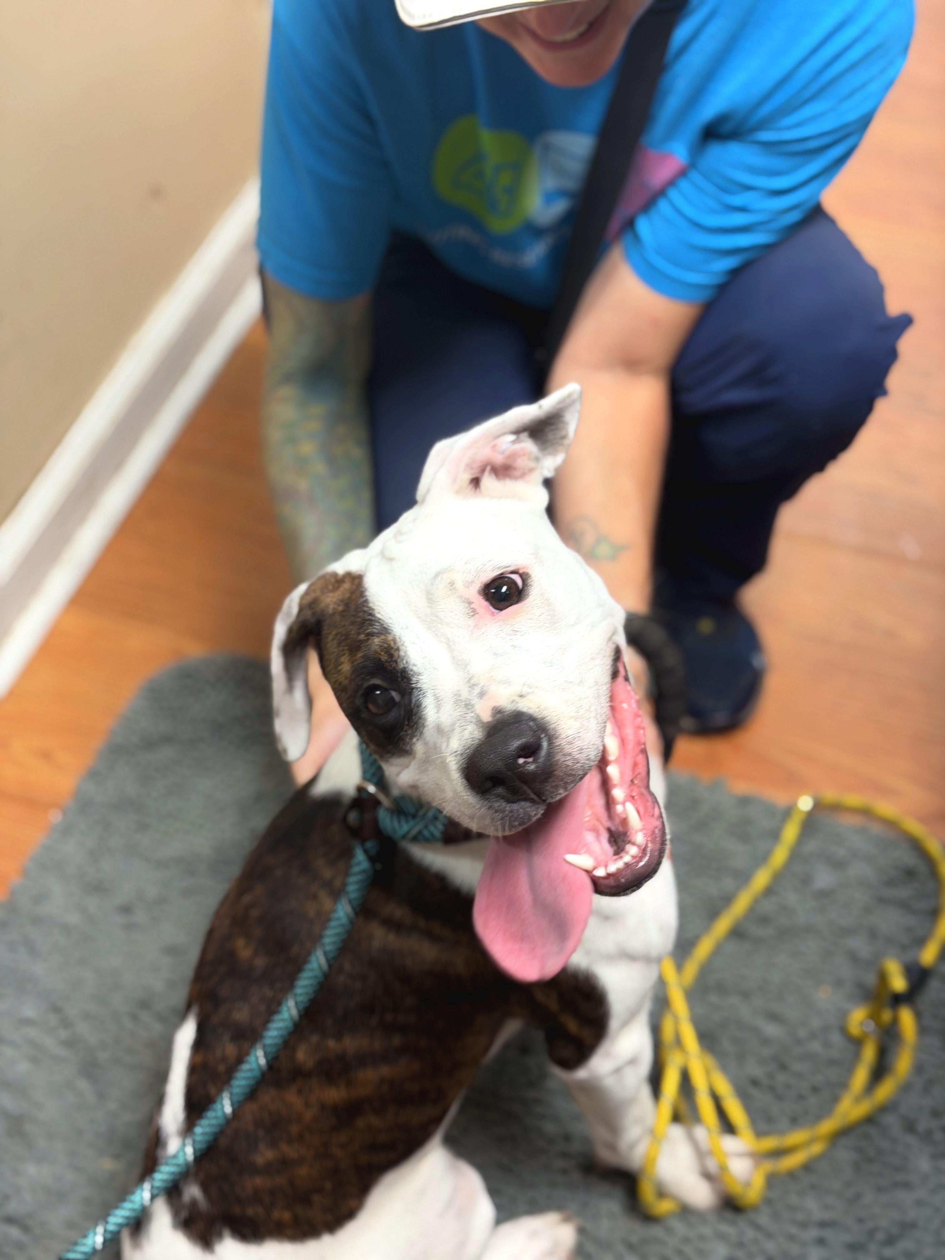 Leah, an adopted mixed breed in Petersburg, VA image 5/6