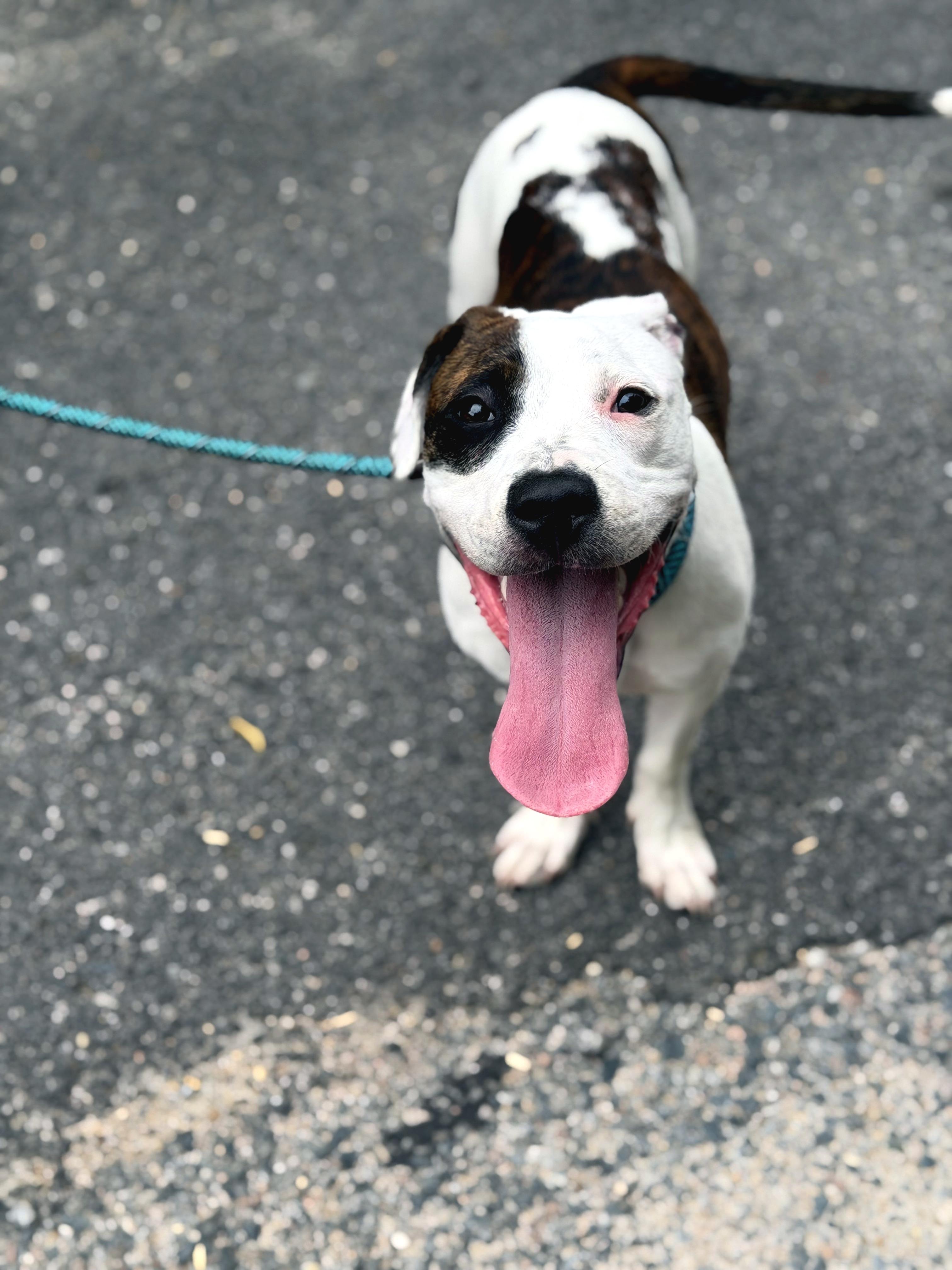 Leah, adopted, Puppy Female Pit Bull Terrier.