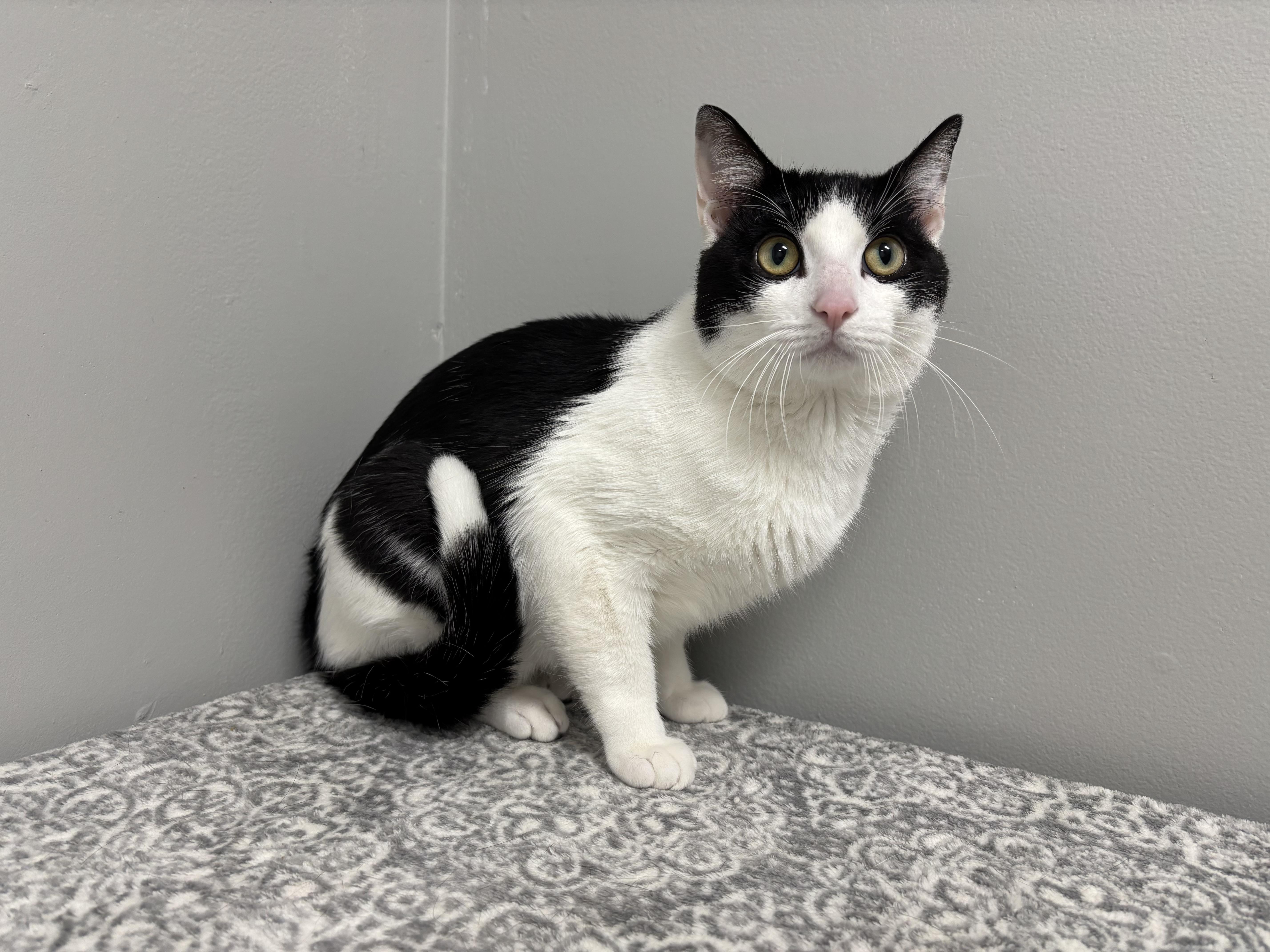Enlarge Klondike - Pet Supplies Plus, Lafayette, a Adoptable Domestic Short Hair in Frankfort, IN image 4/5