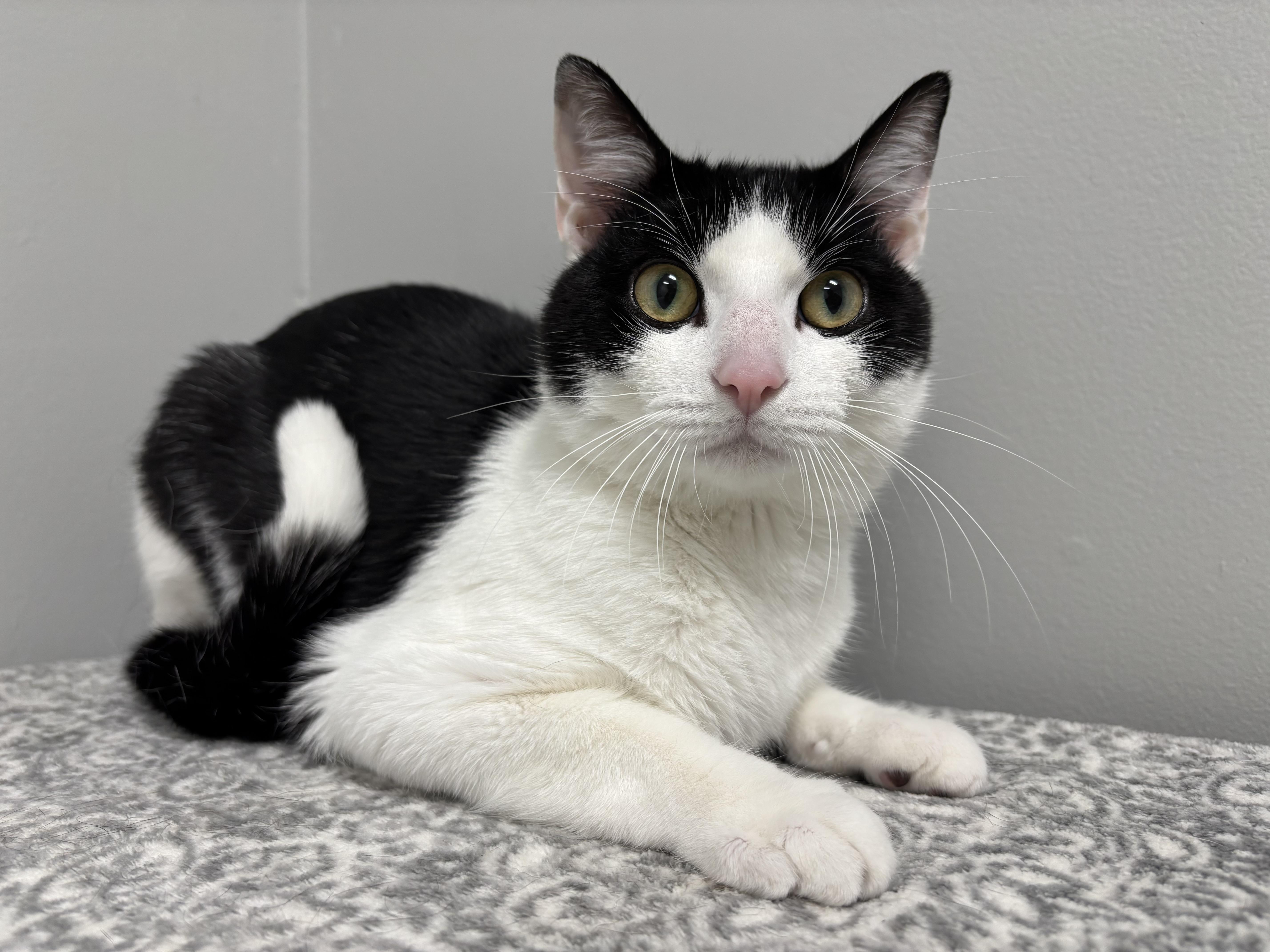Enlarge Klondike - Pet Supplies Plus, Lafayette, a Adoptable Domestic Short Hair in Frankfort, IN image 1/5