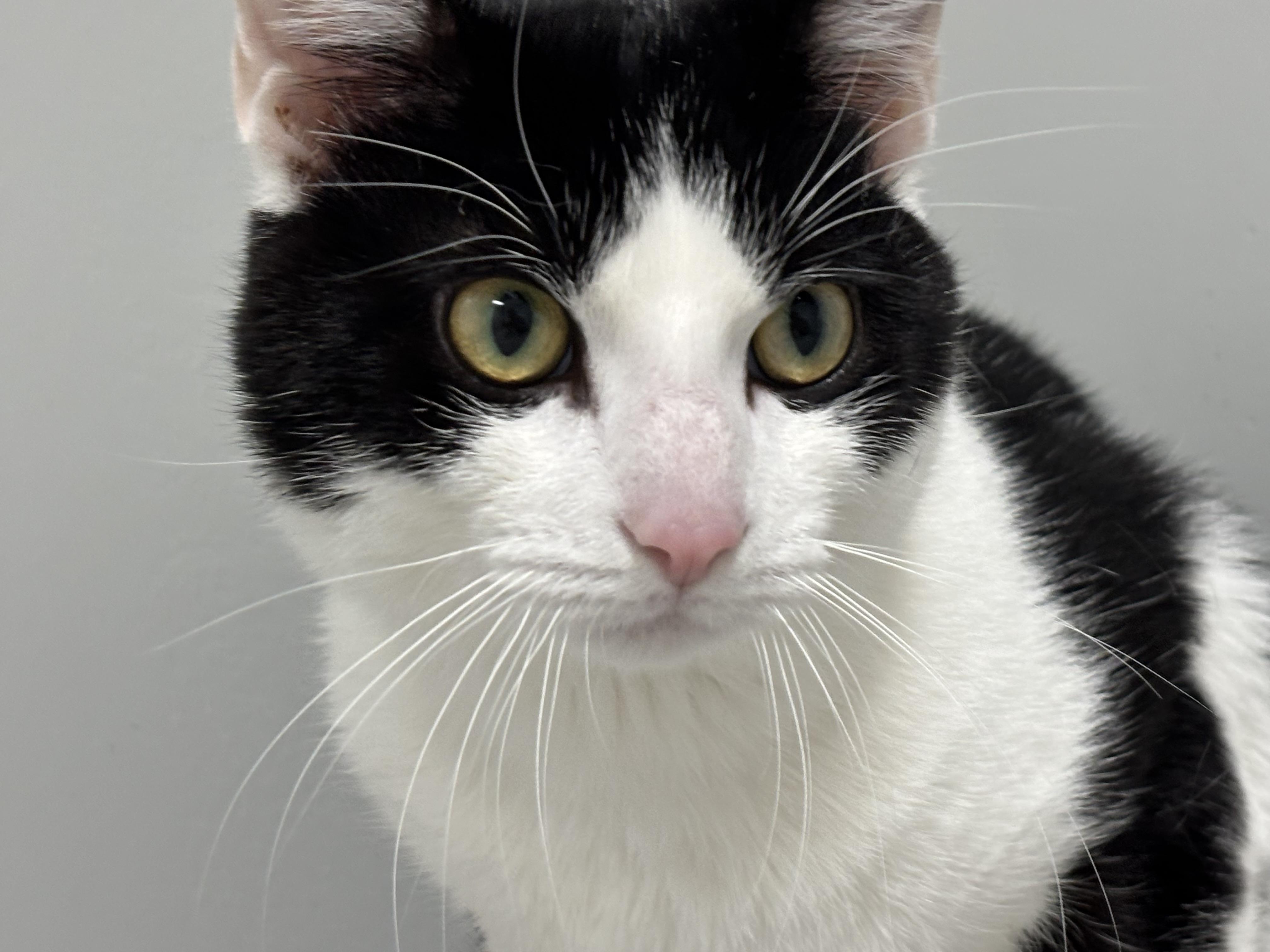 Enlarge Klondike - Pet Supplies Plus, Lafayette, a Adoptable Domestic Short Hair in Frankfort, IN image 3/5