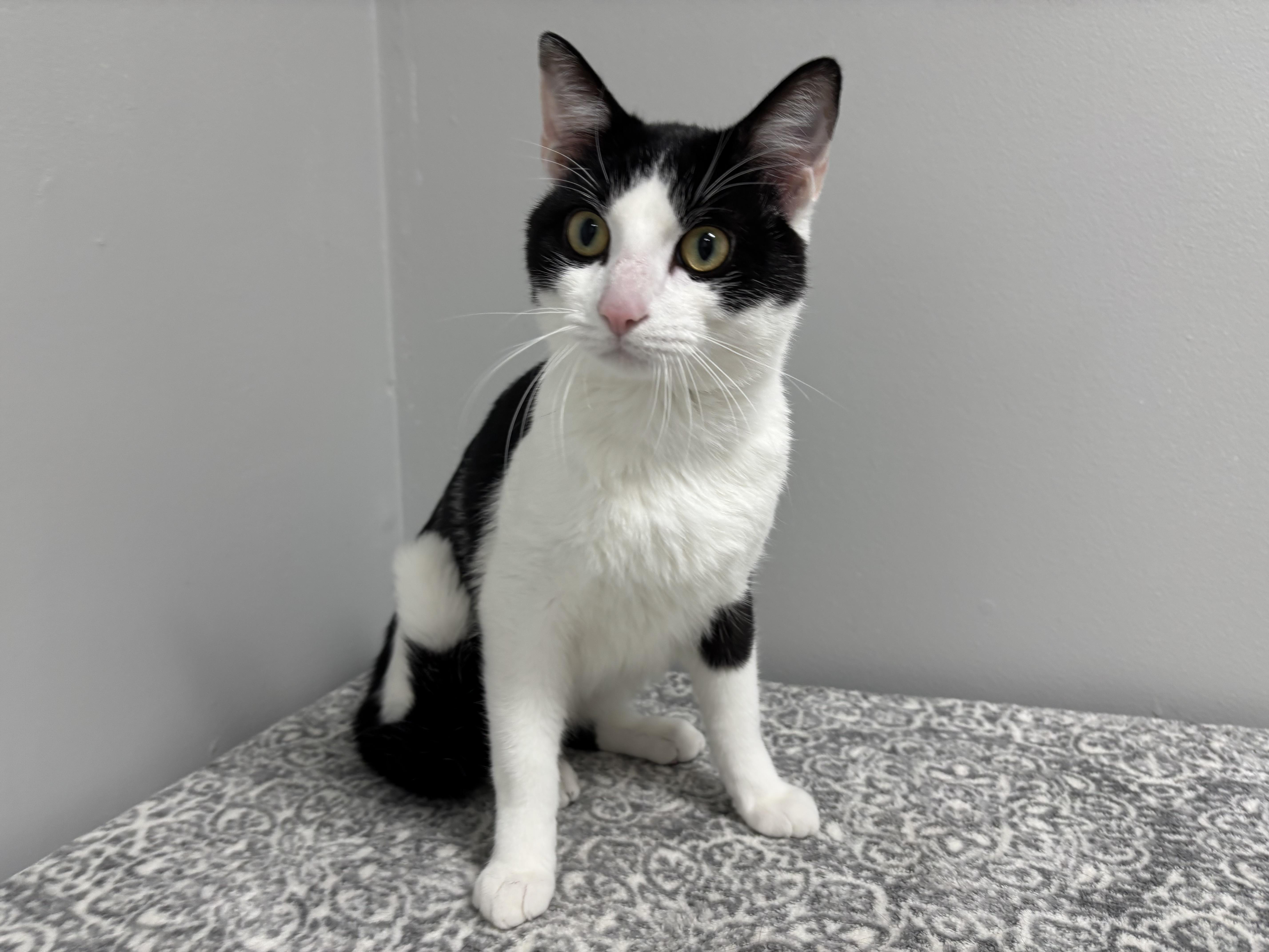 Enlarge Klondike - Pet Supplies Plus, Lafayette, a Adoptable Domestic Short Hair in Frankfort, IN image 2/5