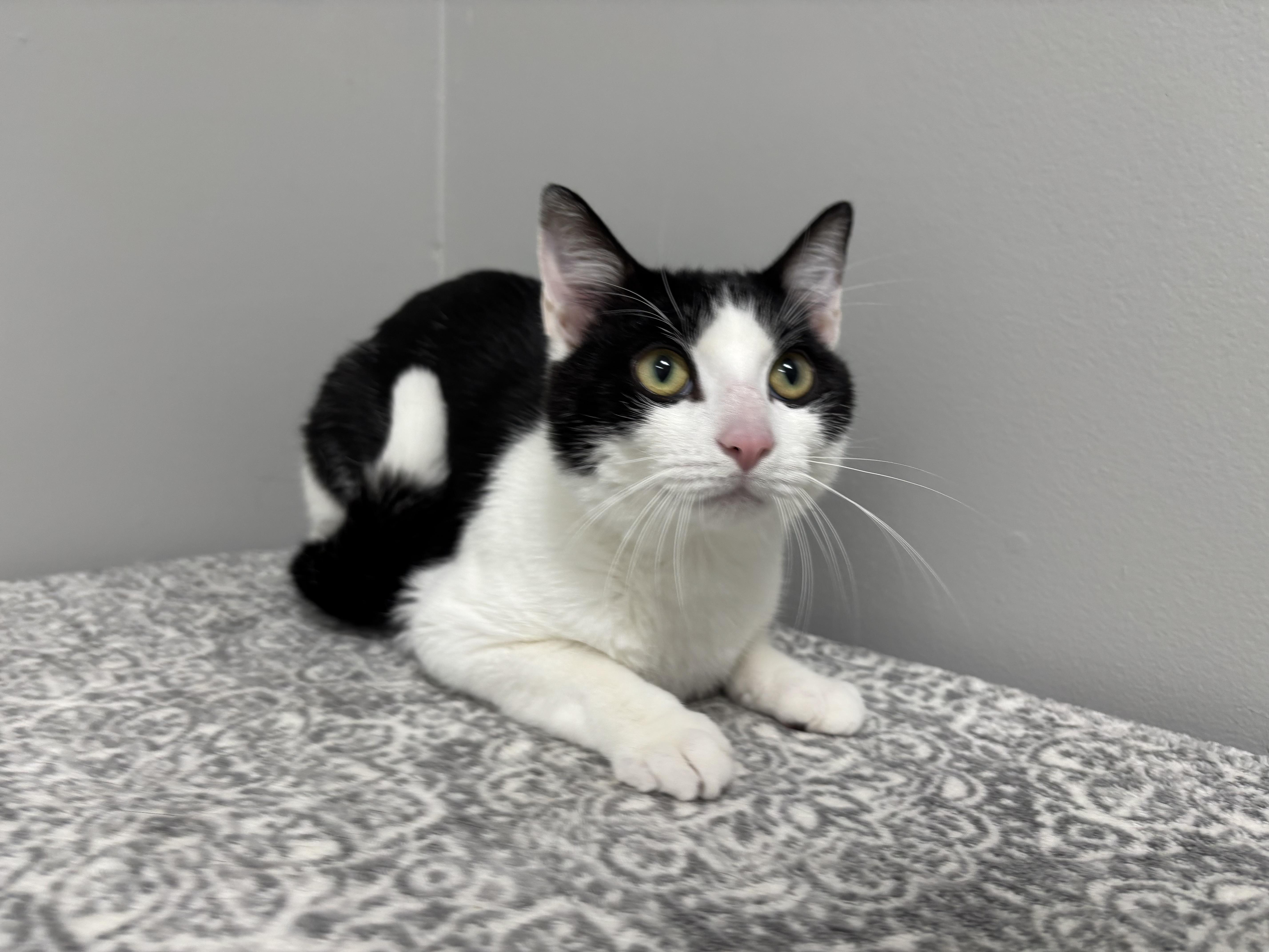 Enlarge Klondike - Pet Supplies Plus, Lafayette, a Adoptable Domestic Short Hair in Frankfort, IN image 5/5