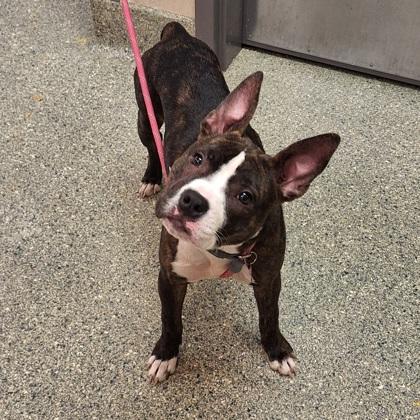 Hot Cocoa thumbnail 2