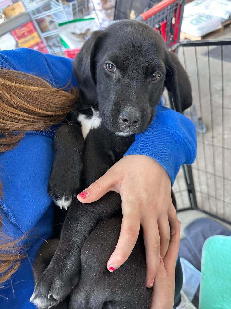 Supernatural Crew -  Sam, Adoptable, Puppy Male Labrador Retriever & Hound.