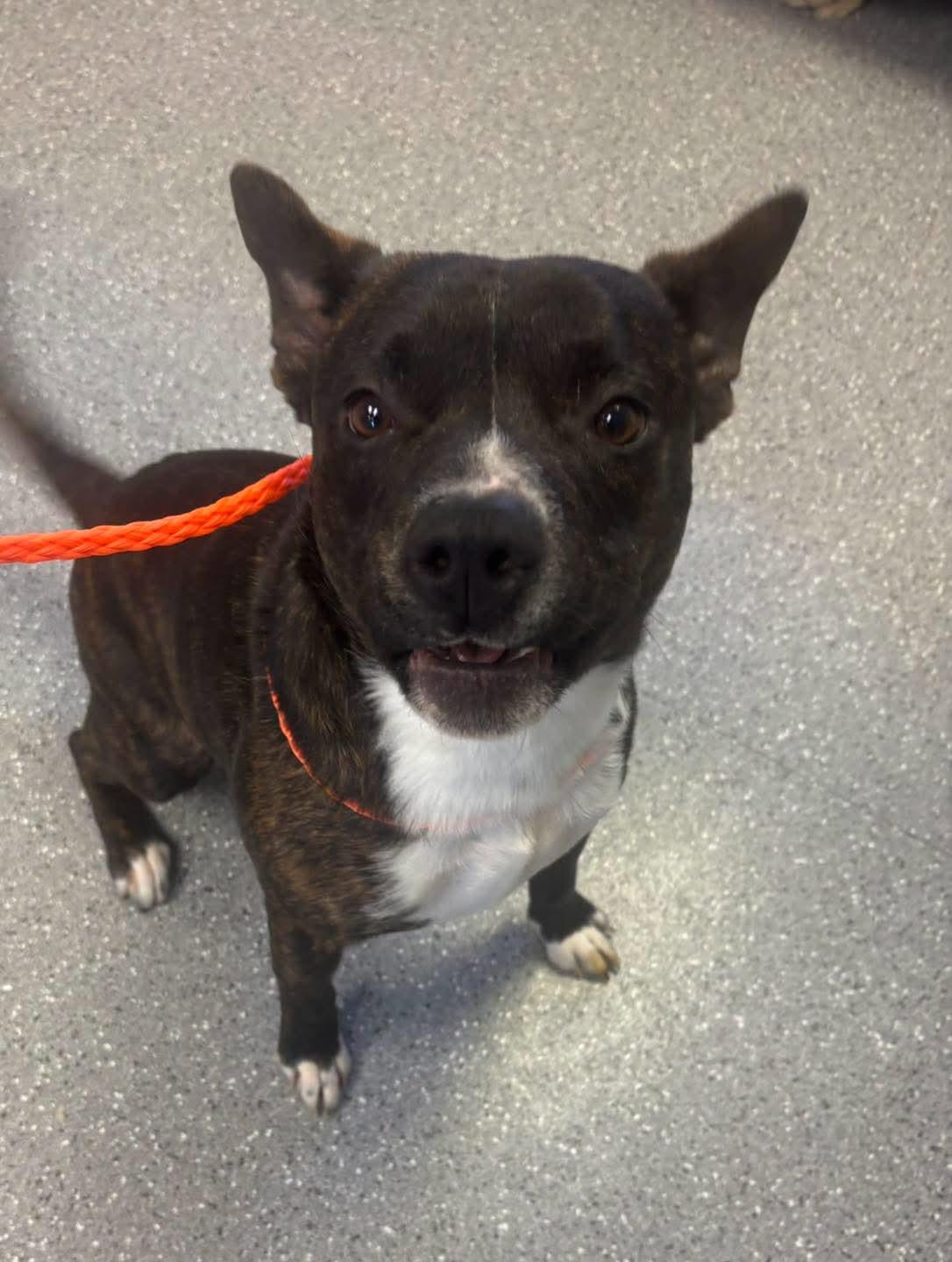 Enlarge Biscuit, a Adoptable mixed breed in Watertown, NY image 1/1