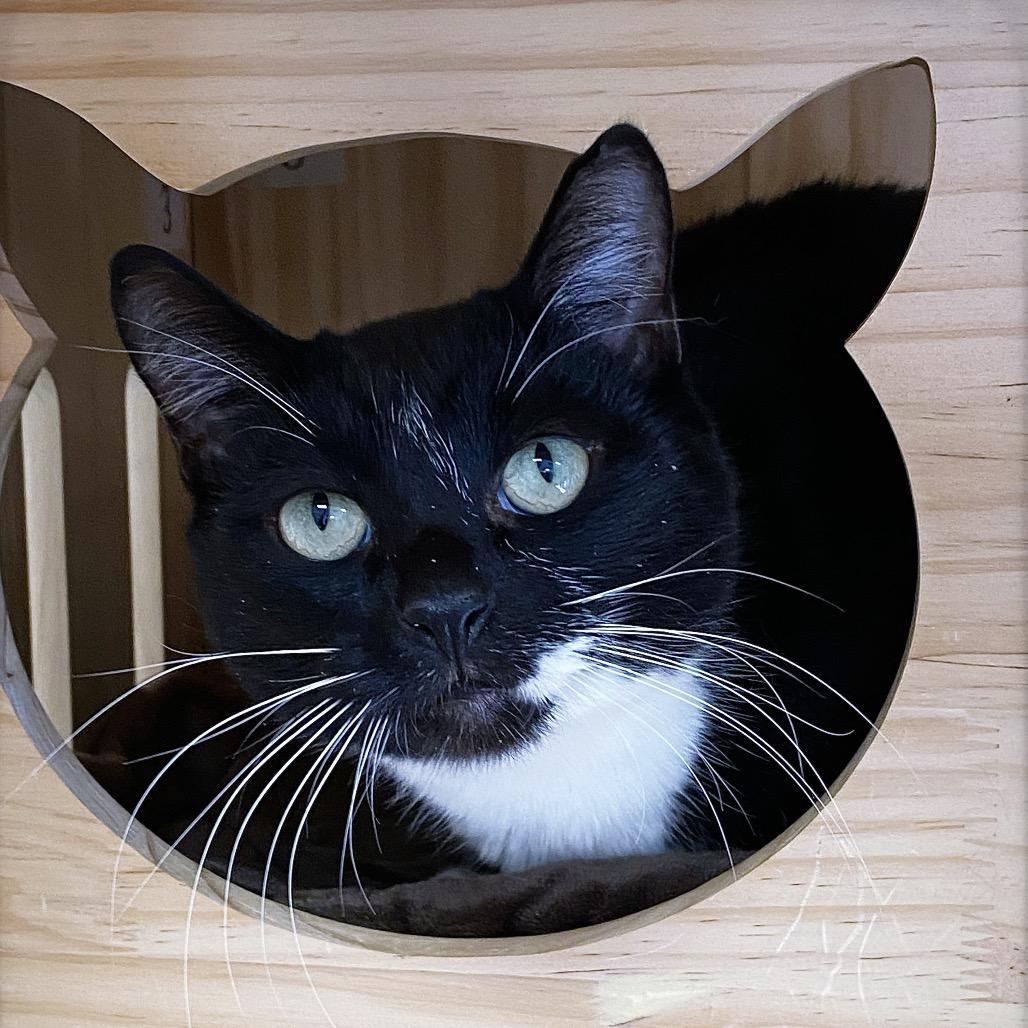 Enlarge Mister, a Adoptable Domestic Short Hair in Huntsville, AL image 1/5