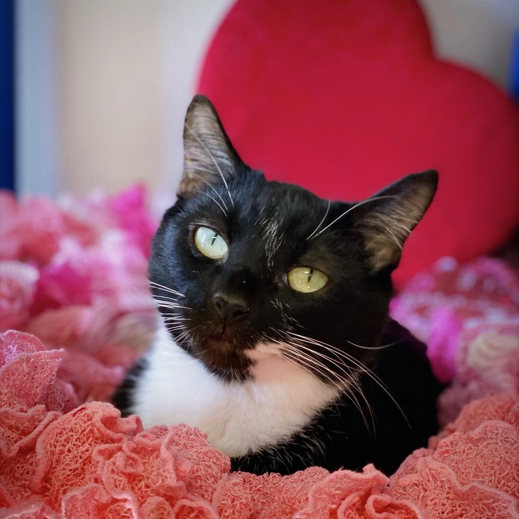 Enlarge Mister, a Adoptable Domestic Short Hair in Huntsville, AL image 2/6