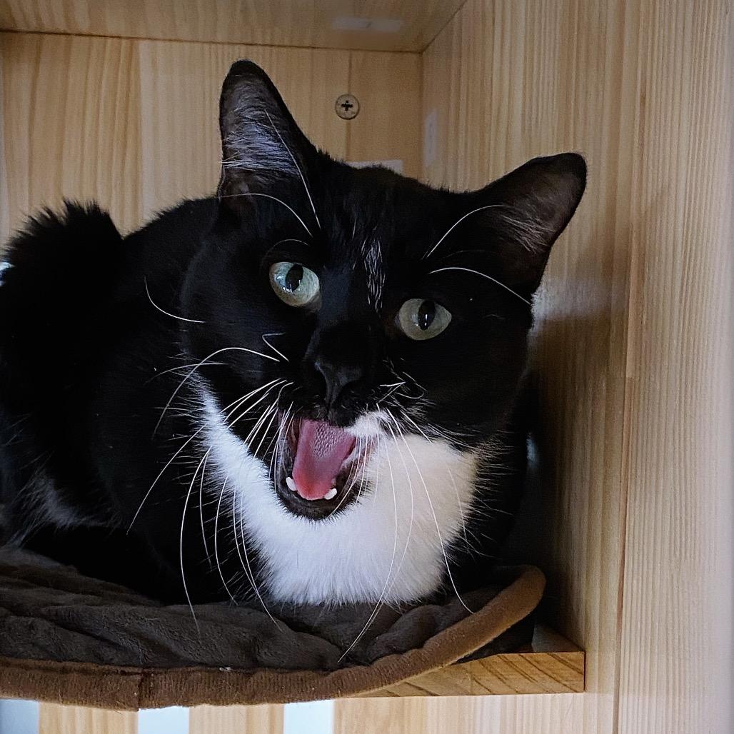 Enlarge Mister, a Adoptable Domestic Short Hair in Huntsville, AL image 2/5