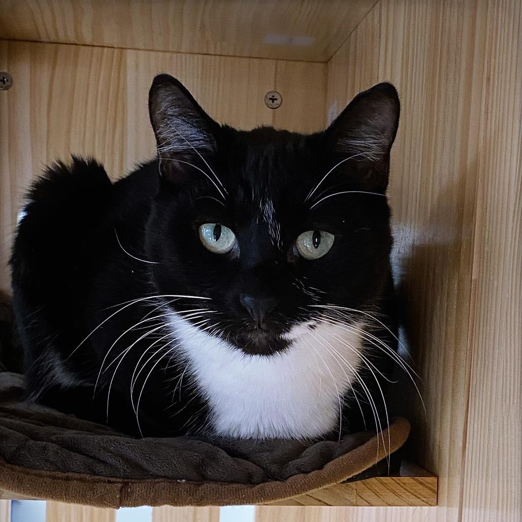 Enlarge Mister, a Adoptable Domestic Short Hair in Huntsville, AL image 3/6
