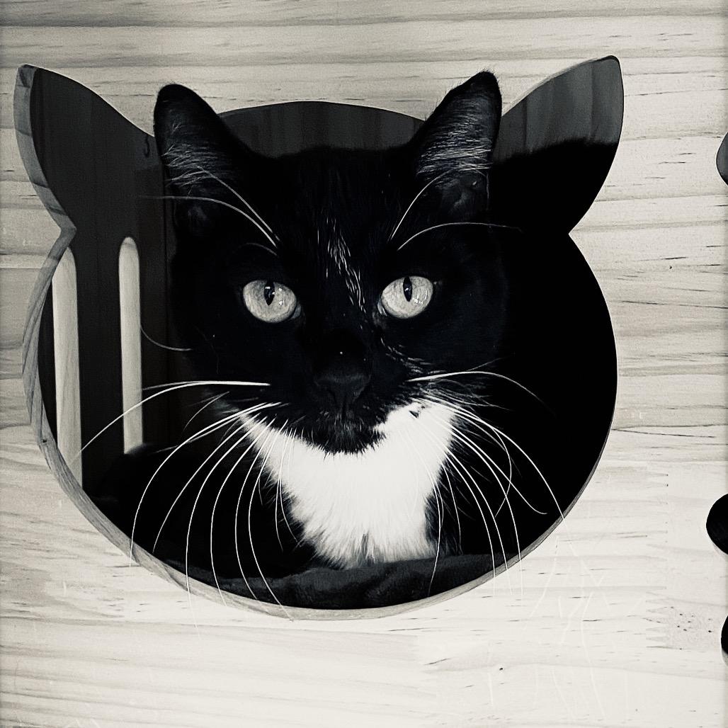 Enlarge Mister, a Adoptable Domestic Short Hair in Huntsville, AL image 3/5