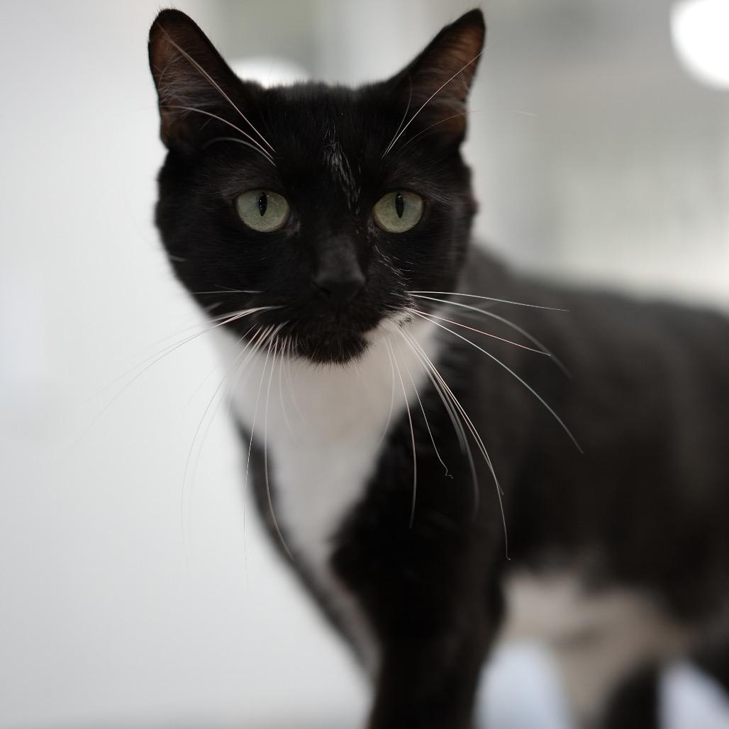 Enlarge Mister, a Adoptable Domestic Short Hair in Huntsville, AL image 4/6