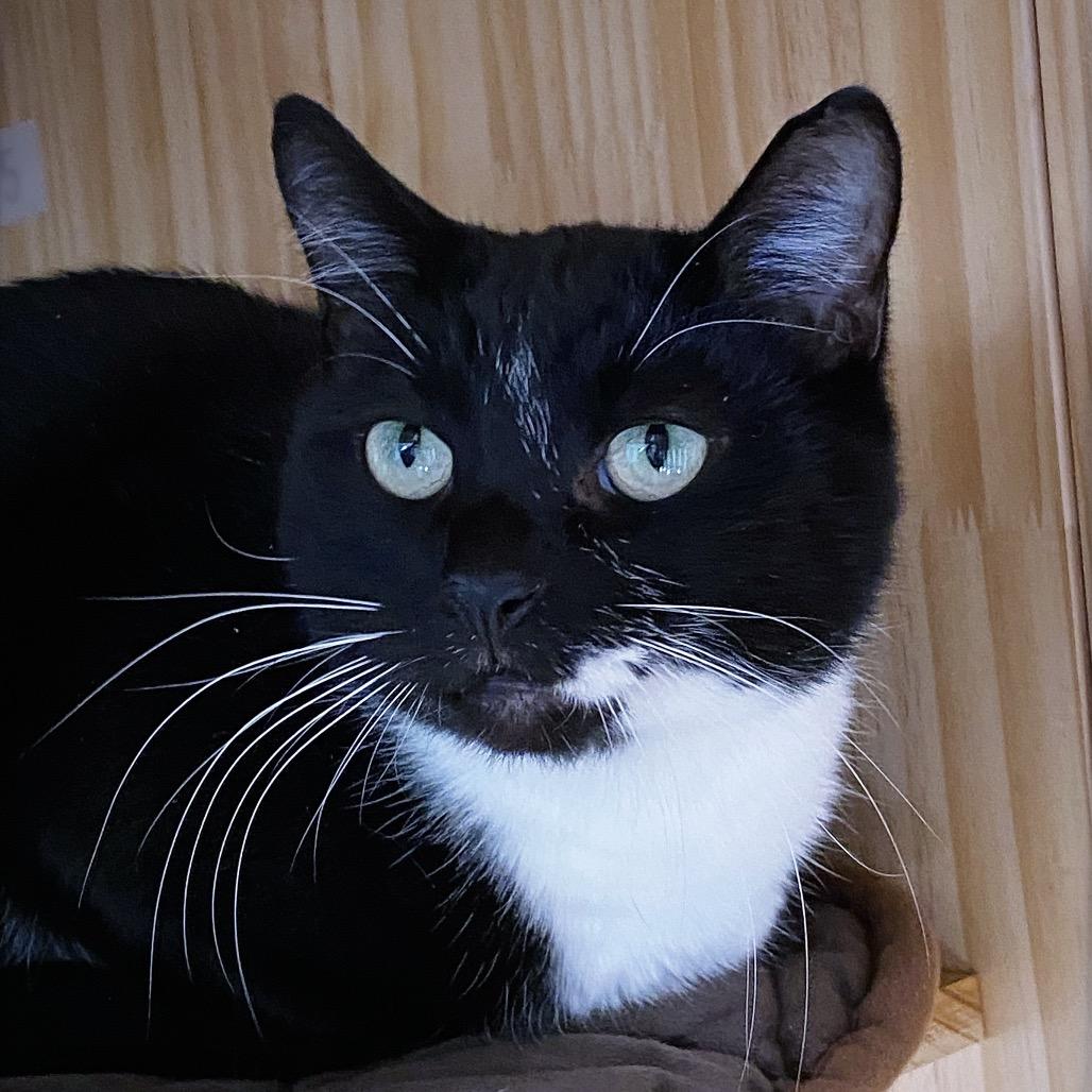 Enlarge Mister, a Adoptable Domestic Short Hair in Huntsville, AL image 5/5