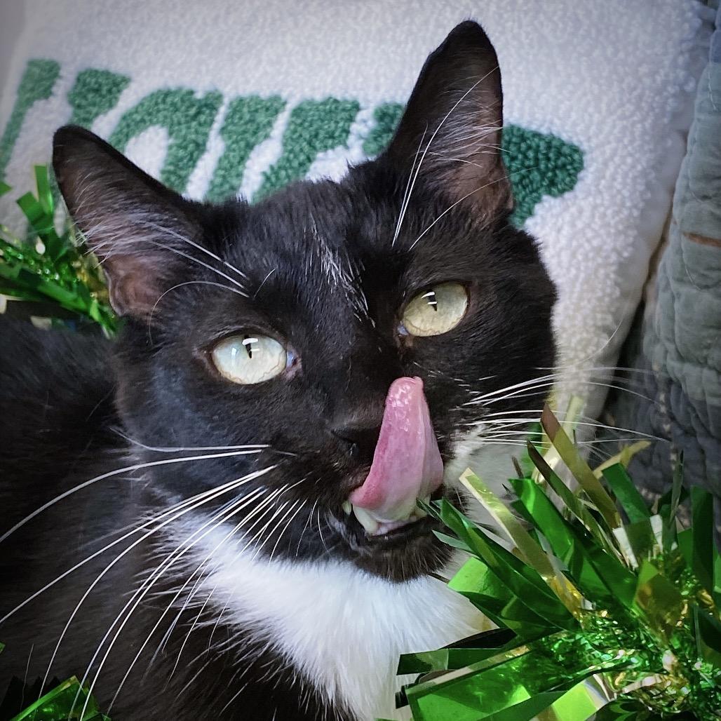 Enlarge Mister, a Adoptable Domestic Short Hair in Huntsville, AL image 6/6