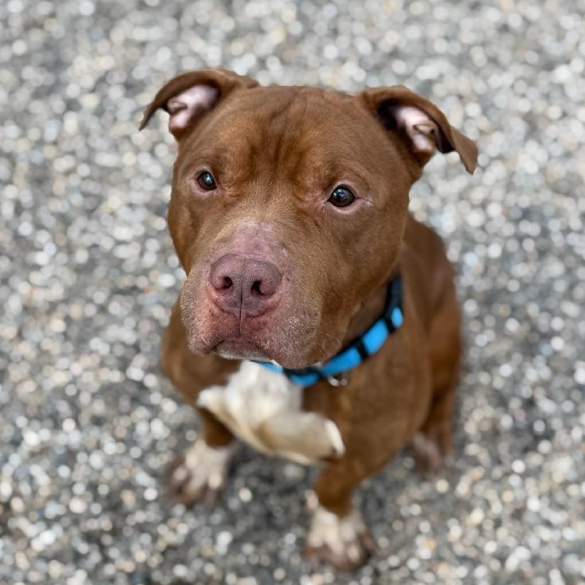 Red, ADOPTABLE, Adult Male Pit Bull Terrier & American Staffordshire Terrier.