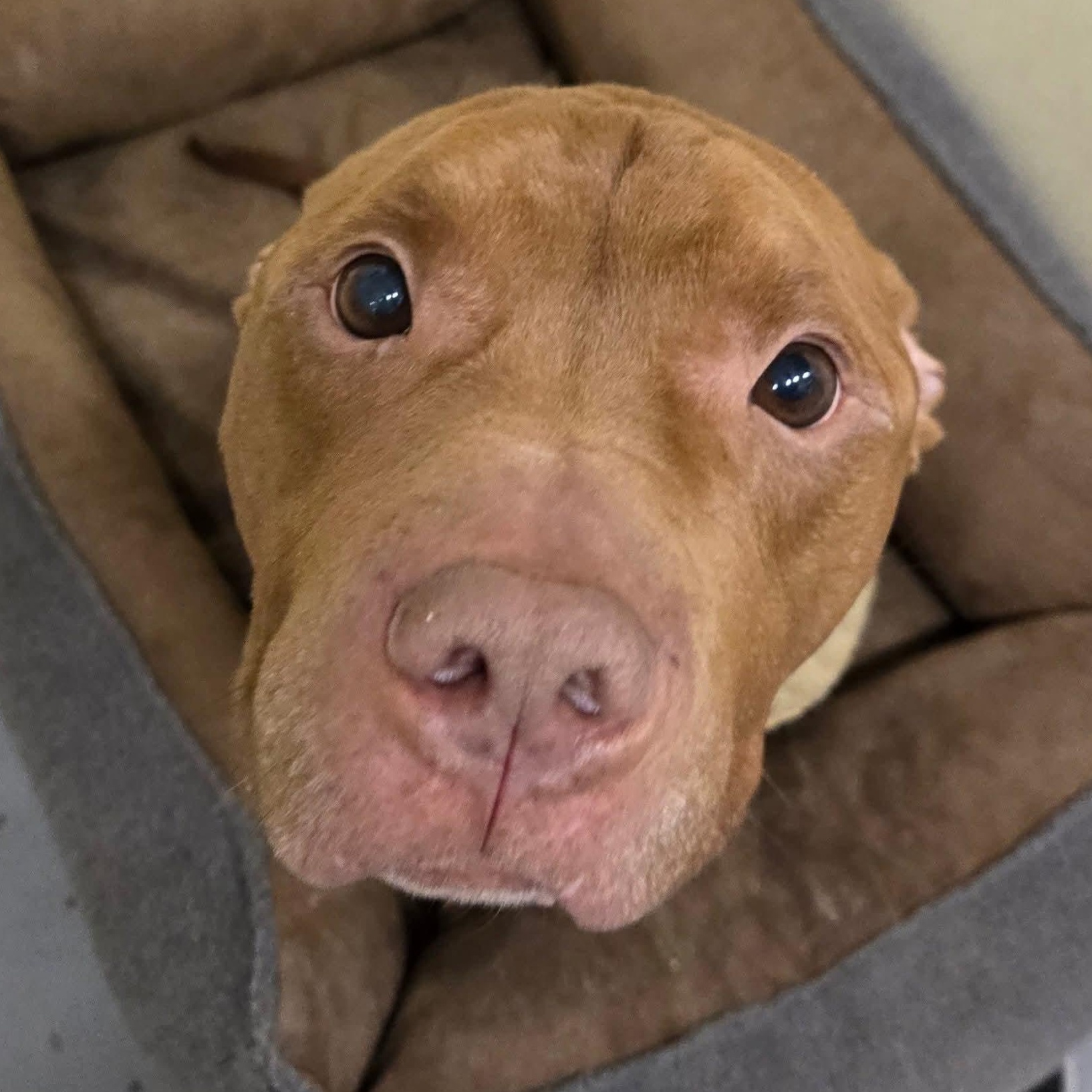 Enlarge Red, a ADOPTABLE mixed breed in Enfield, CT image 3/5