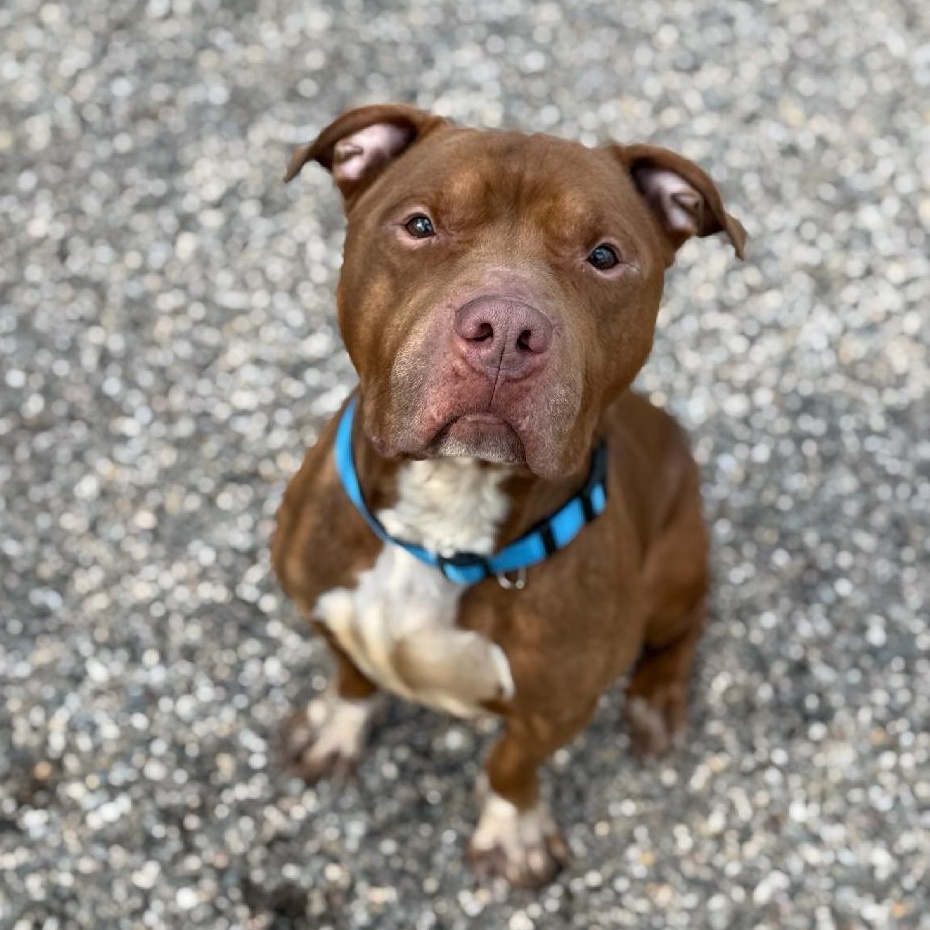 Enlarge Red, a ADOPTABLE mixed breed in Enfield, CT image 4/5