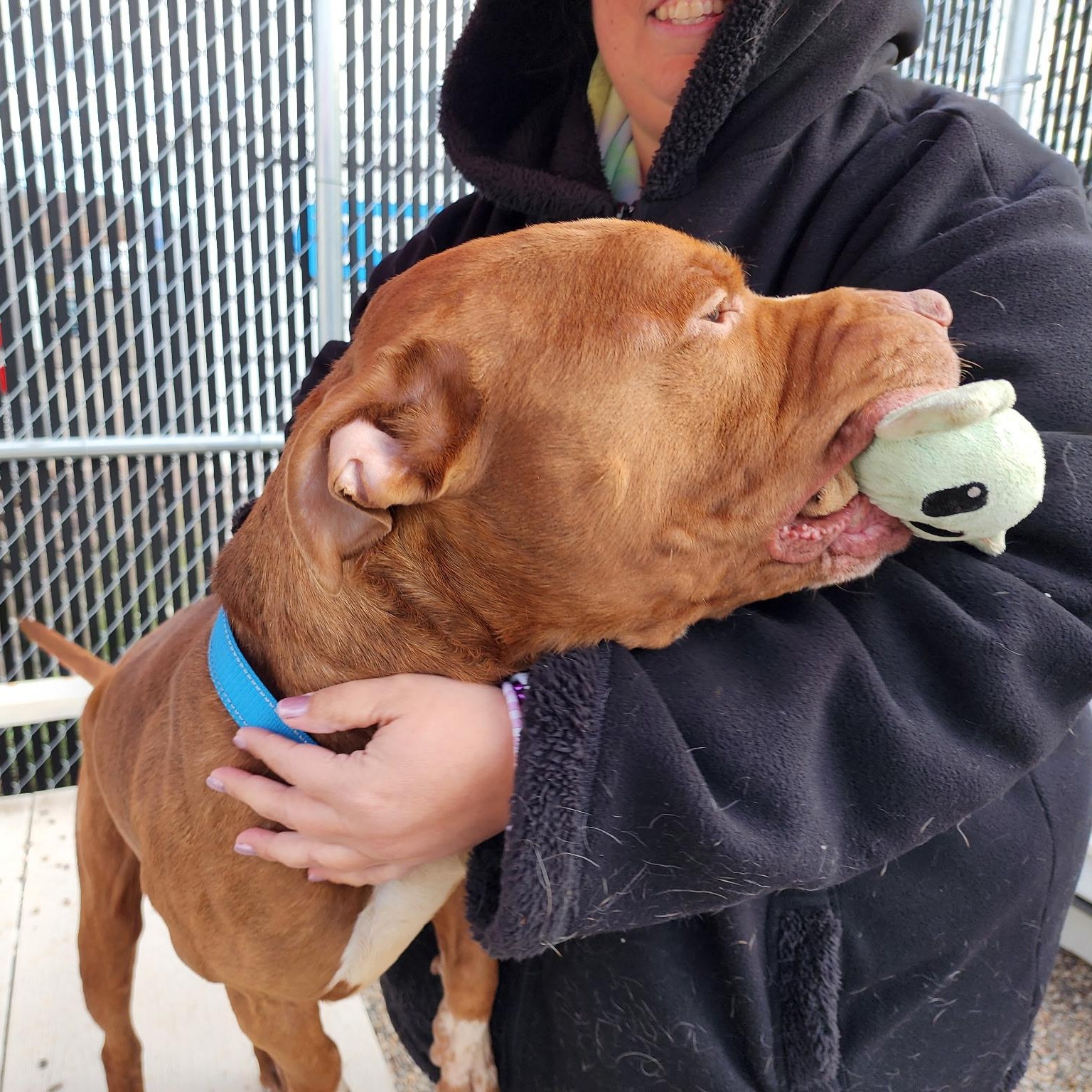 Enlarge Red, a ADOPTABLE mixed breed in Enfield, CT image 5/5