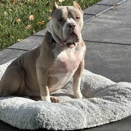 Carter, Adoptable, Adult Male Mixed Breed & Mixed Breed.