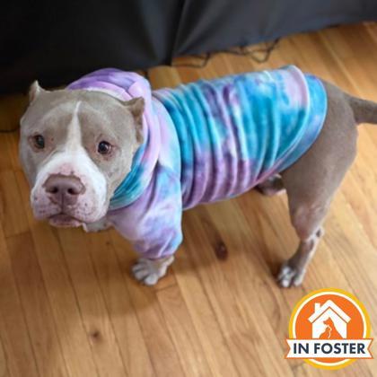 Enlarge Carter, a Adoptable Mixed Breed in Merriam, KS image 2/3