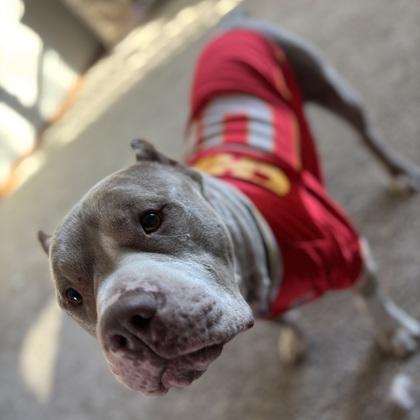 Enlarge Carter, a Adoptable Mixed Breed in Merriam, KS image 3/3