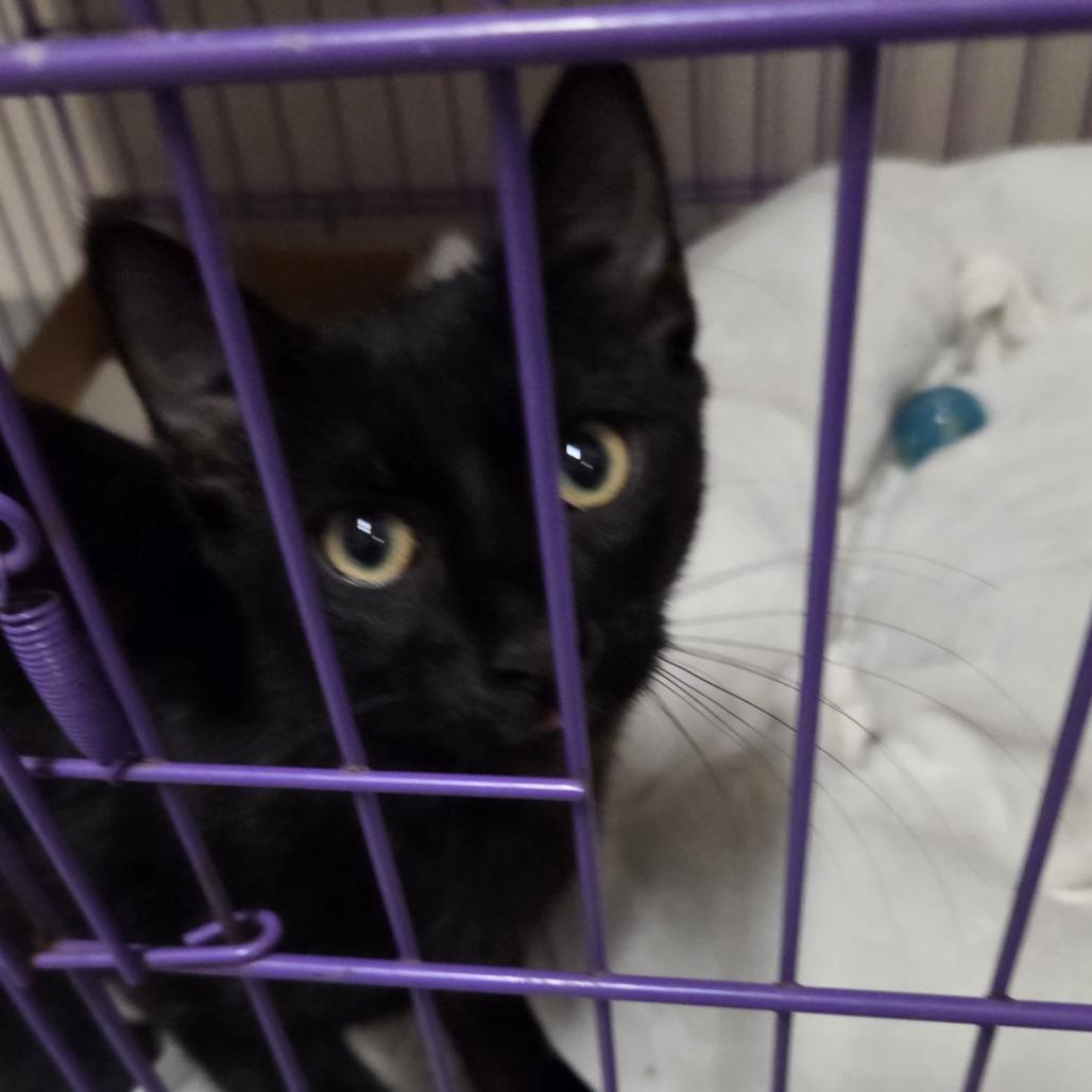 Enlarge Chrissy, a Adoptable Domestic Short Hair in Branson, MO image 1/2
