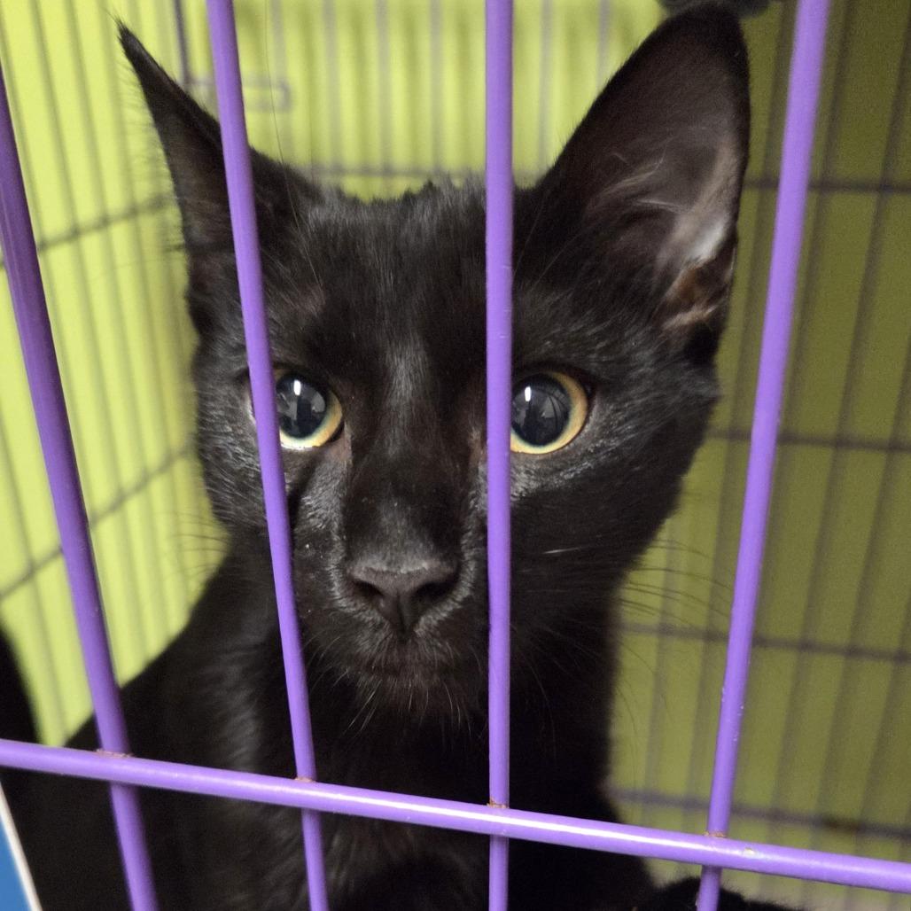 Enlarge Chrissy, a Adoptable Domestic Short Hair in Branson, MO image 2/2