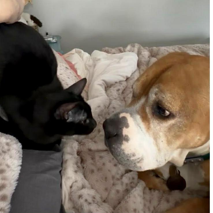 Enlarge Merry, a Adoptable Domestic Short Hair in Tampa, FL image 1/6