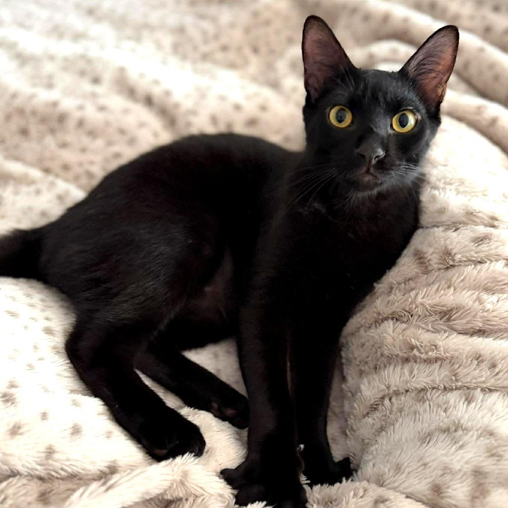 Enlarge Merry, a Adoptable Domestic Short Hair in Tampa, FL image 2/6