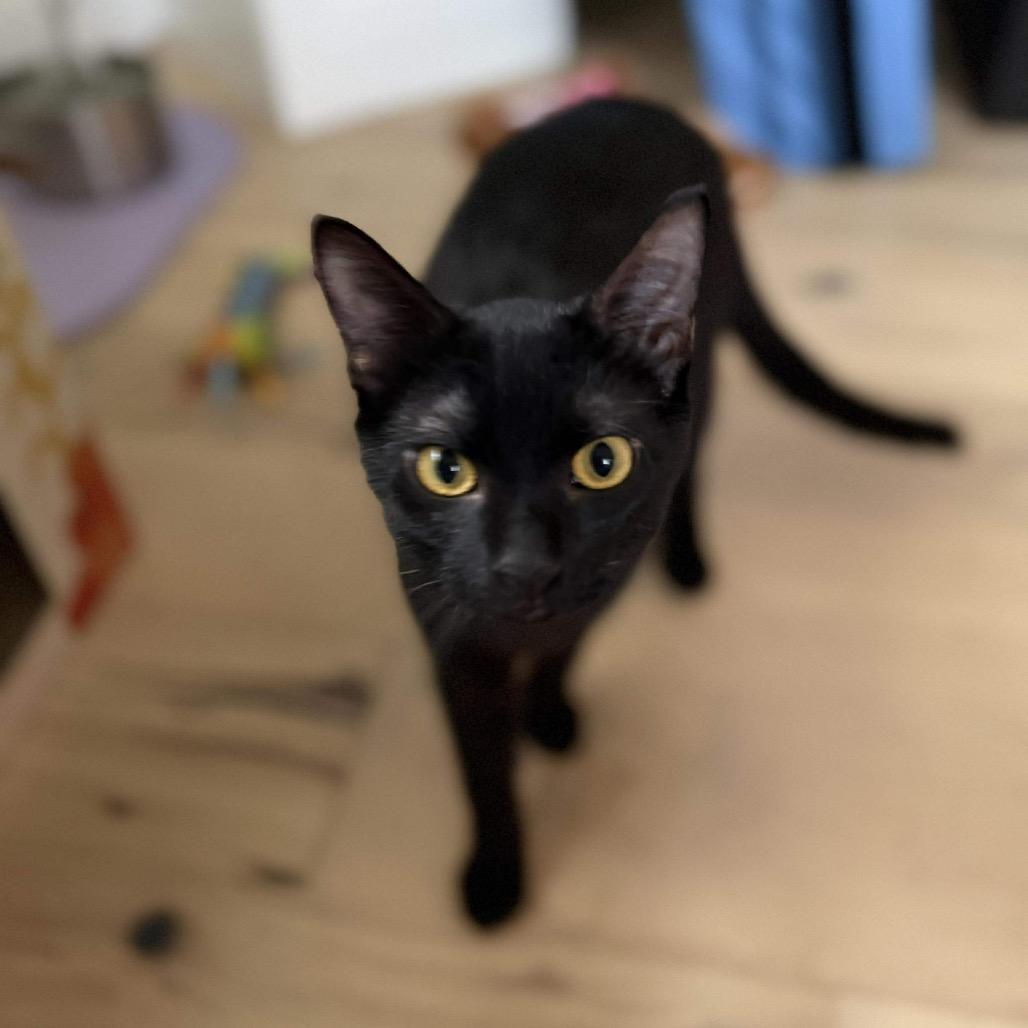 Enlarge Merry, a Adoptable Domestic Short Hair in Tampa, FL image 3/6