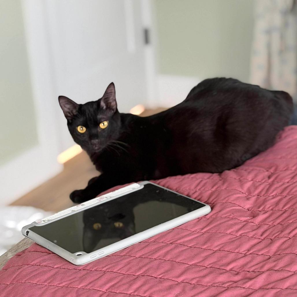 Enlarge Merry, a Adoptable Domestic Short Hair in Tampa, FL image 4/6