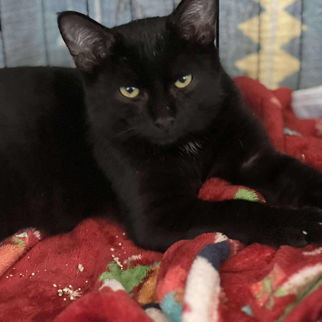 Enlarge Merry, a Adoptable Domestic Short Hair in Tampa, FL image 5/6