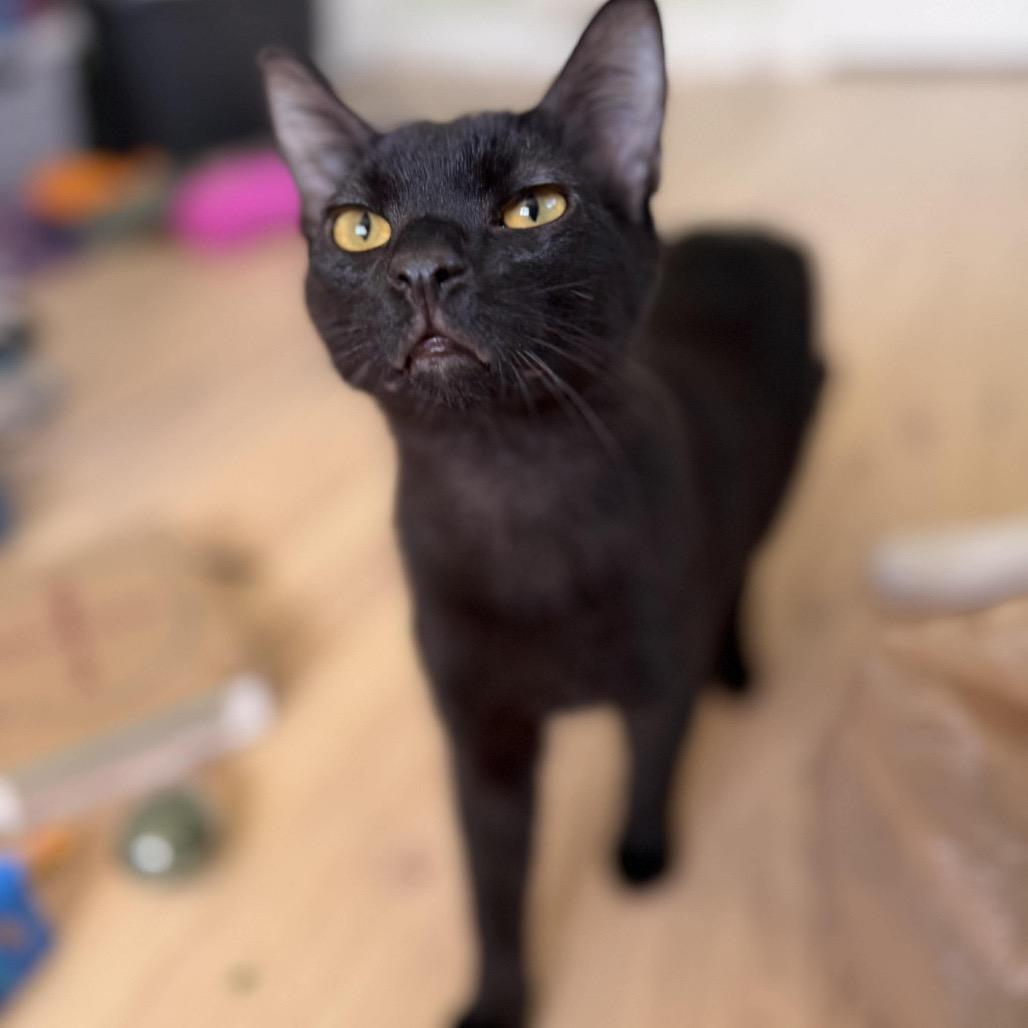 Enlarge Merry, a Adoptable Domestic Short Hair in Tampa, FL image 6/6