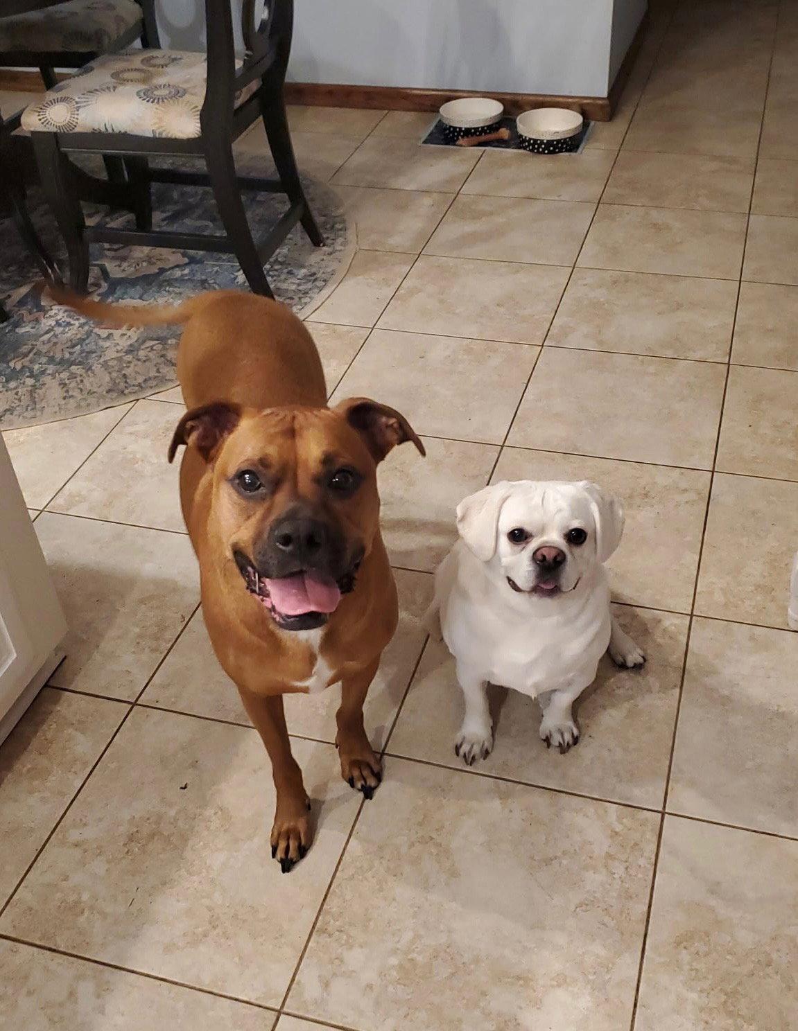 Chase  *Bonded to Bruno* Foster Needed, Adoptable, Adult Male Boxer & American Bulldog.