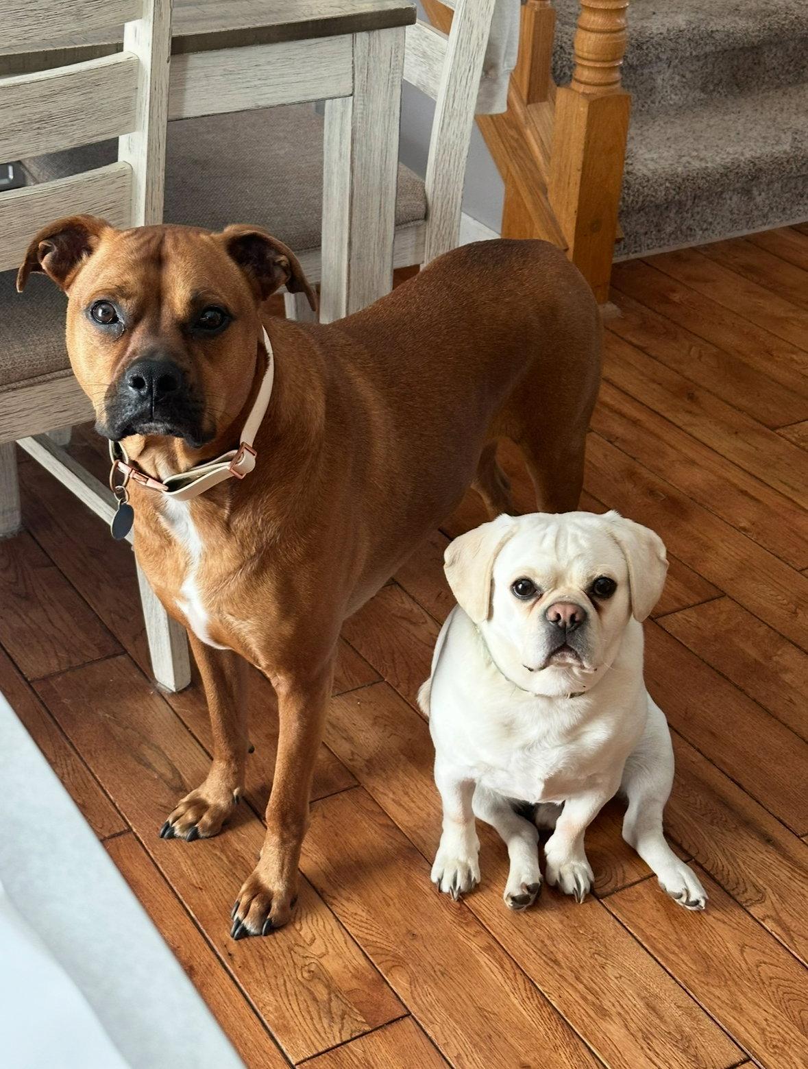 Enlarge Chase  *Bonded to Bruno* Foster Needed, a Adoptable mixed breed in Woodbury, MN image 2/3