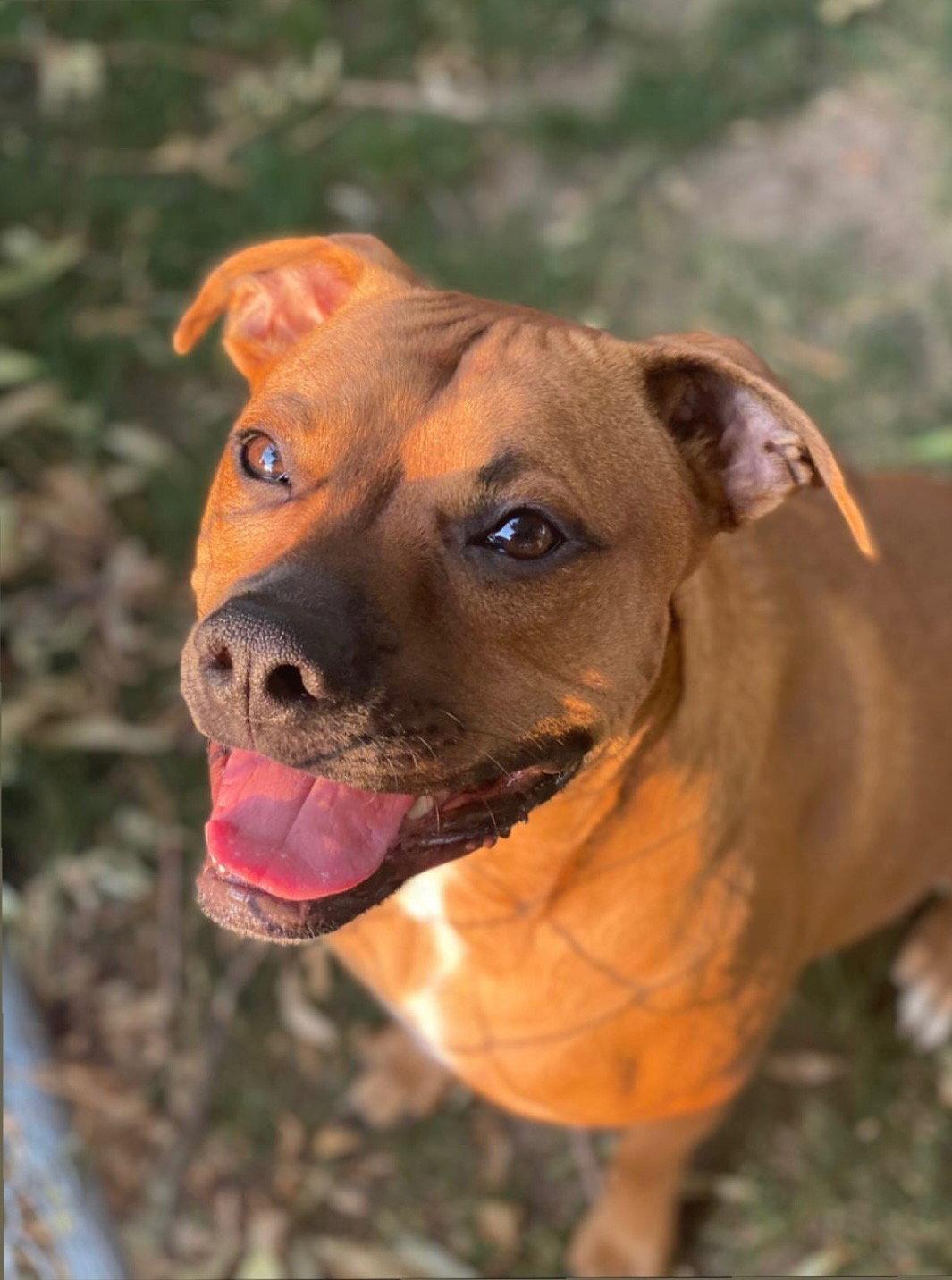 Enlarge Chase  *Bonded to Bruno* Foster Needed, a Adoptable mixed breed in Woodbury, MN image 3/3
