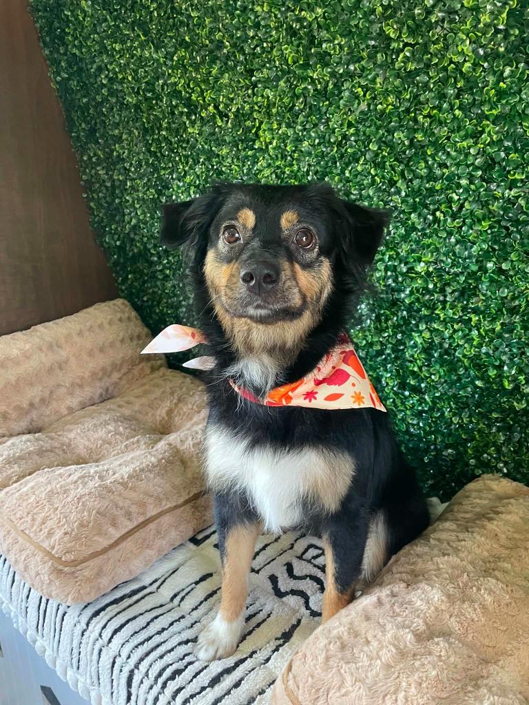 Iris, Adoptable, Young Female Australian Shepherd & Mixed Breed.
