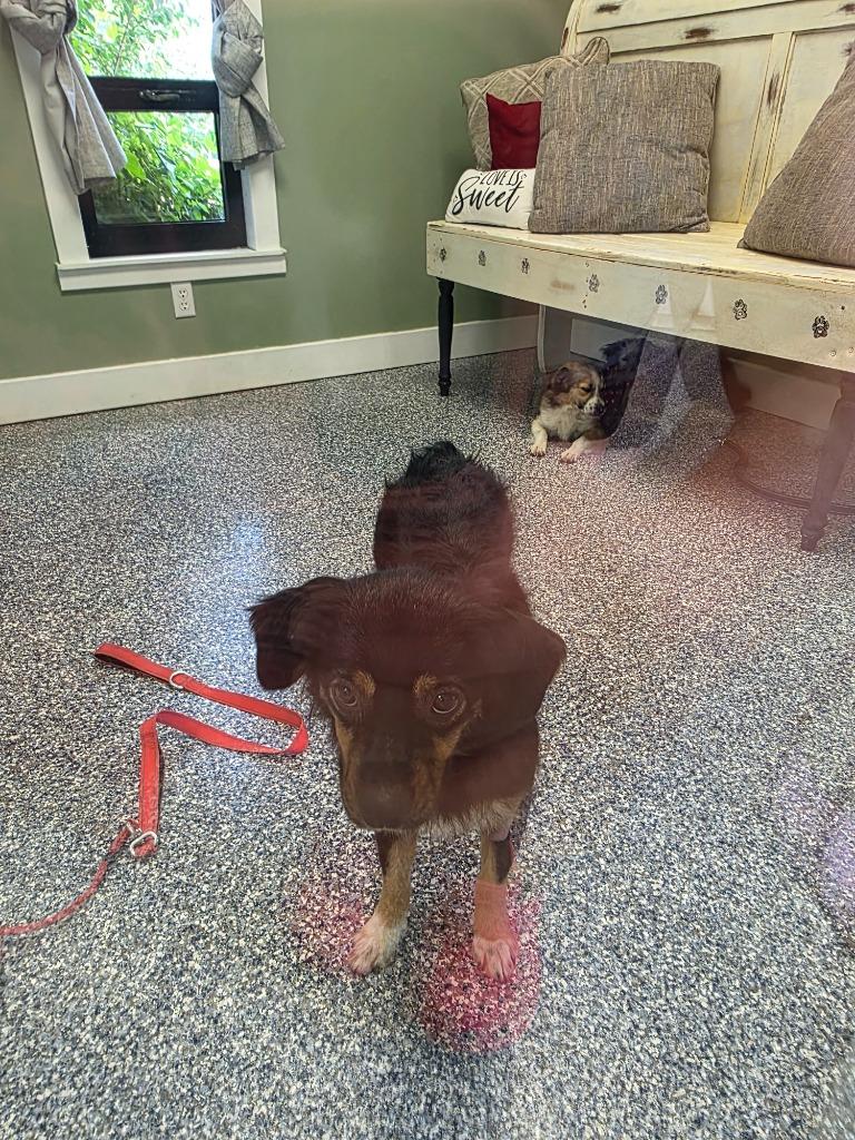 Enlarge Iris, a Adoptable mixed breed in Carthage, MO image 2/3