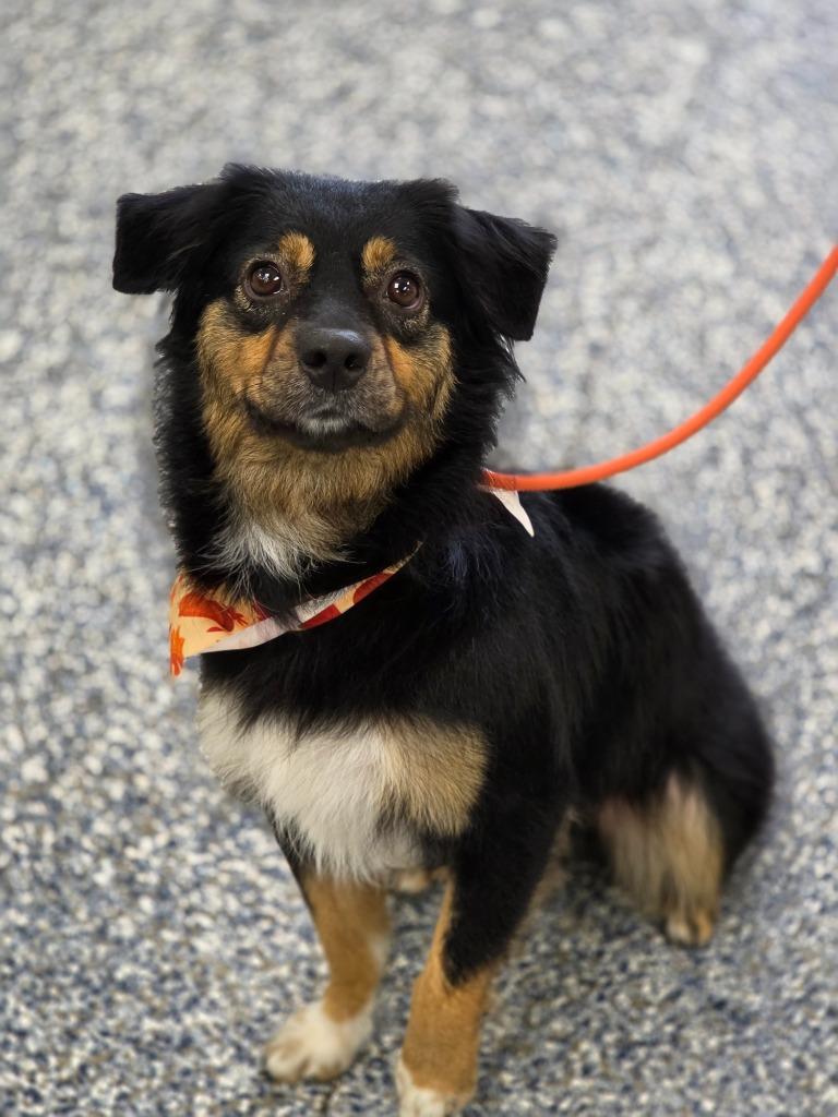 Enlarge Iris, a Adoptable mixed breed in Carthage, MO image 3/3