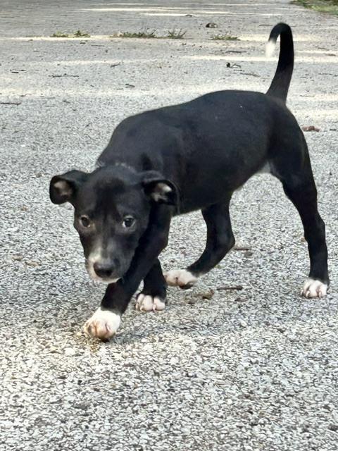 Cicada, Adoptable, Puppy Male Mixed Breed.